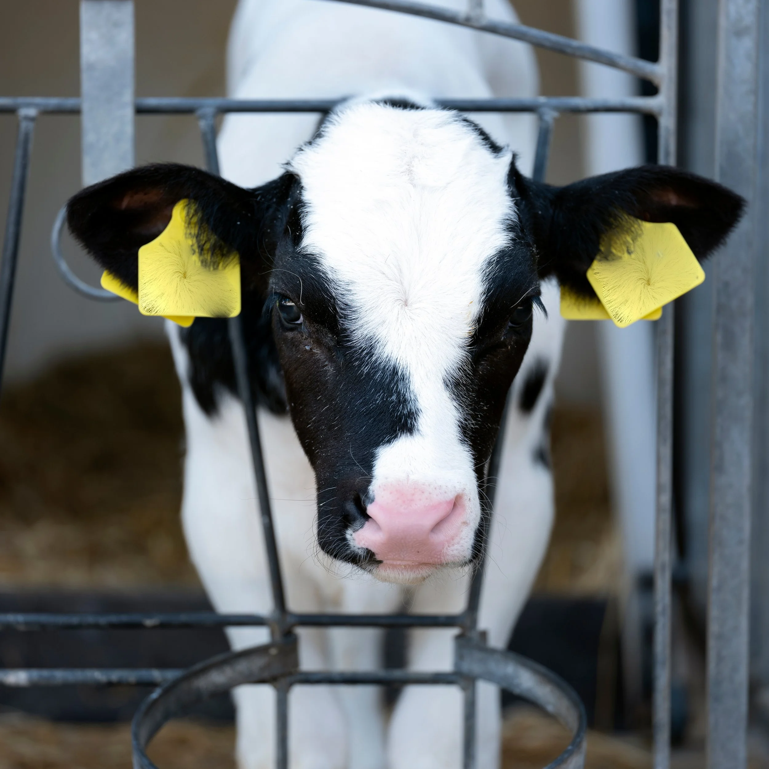 female cow growing in isolation