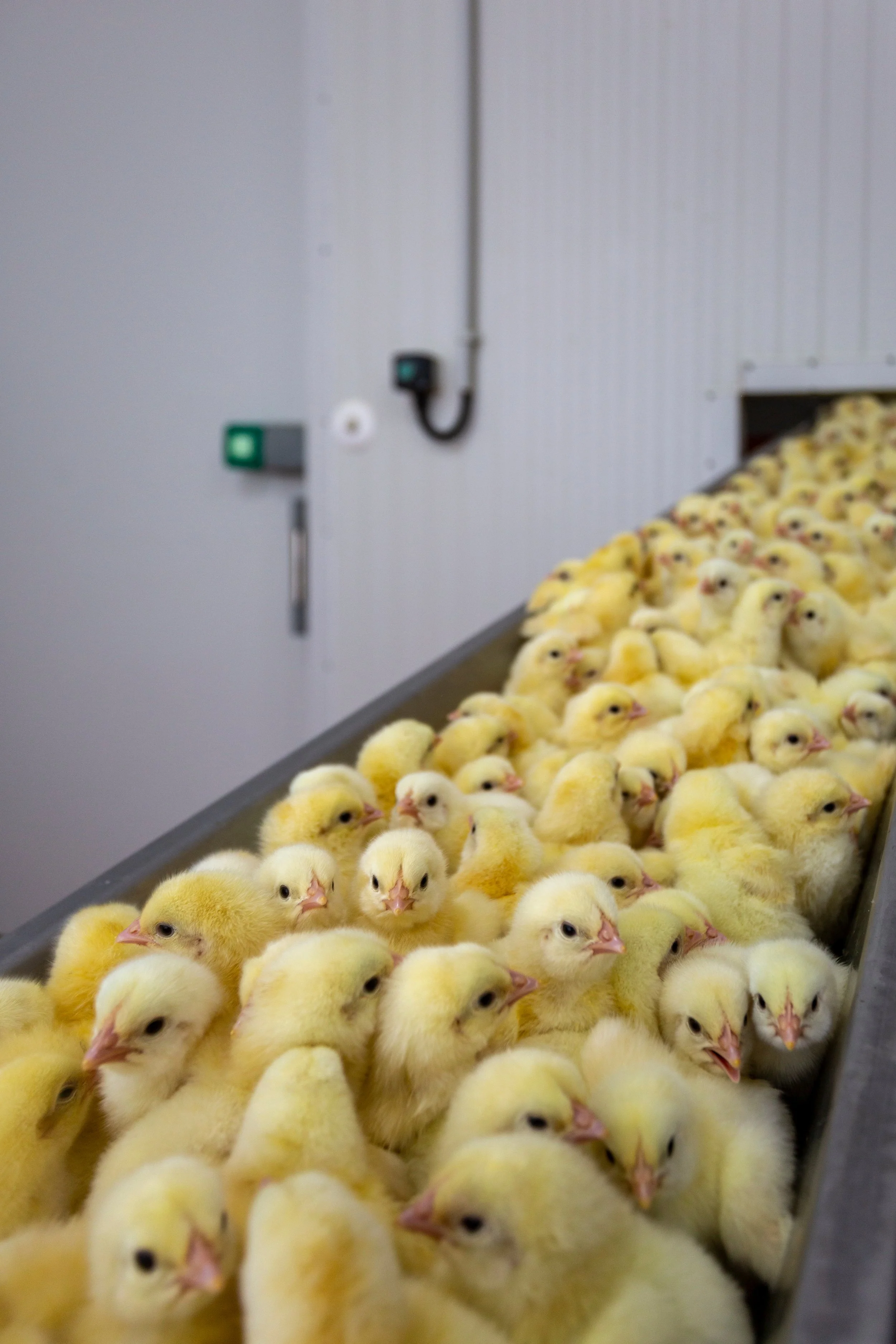 chick maceration