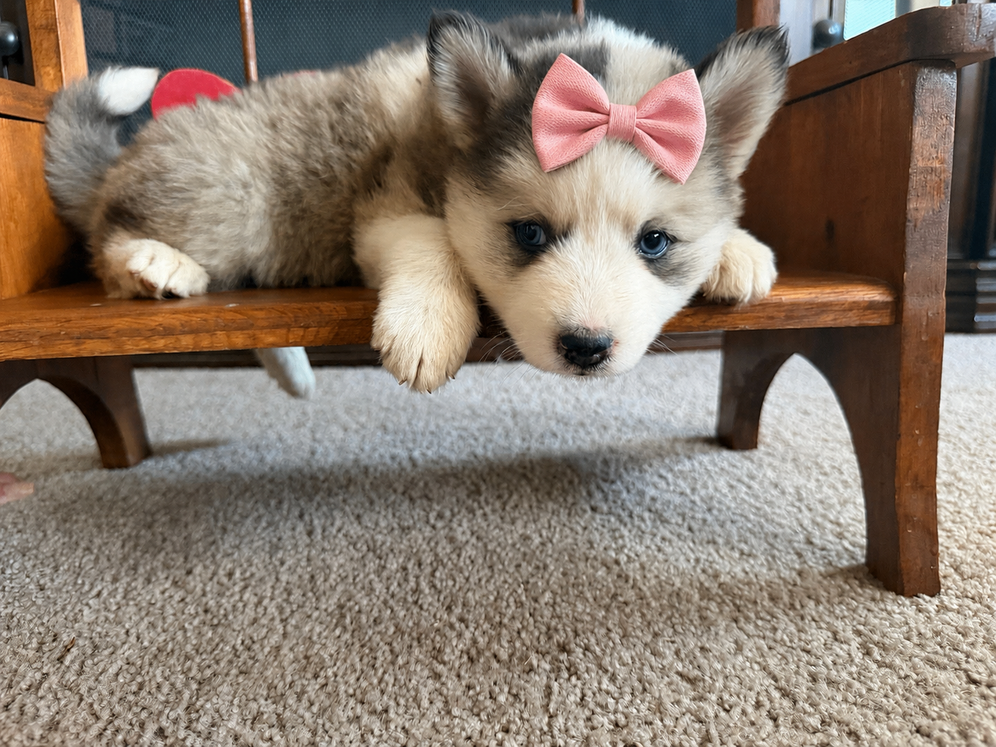 Melody is a stunning F2 Pomsky whose mesmerizing merle coat is already turning heads! This little lady combines the spirited personality of her Husky heritage with the playful charm of her Pomeranian side, creating the perfect blend of adventure and 