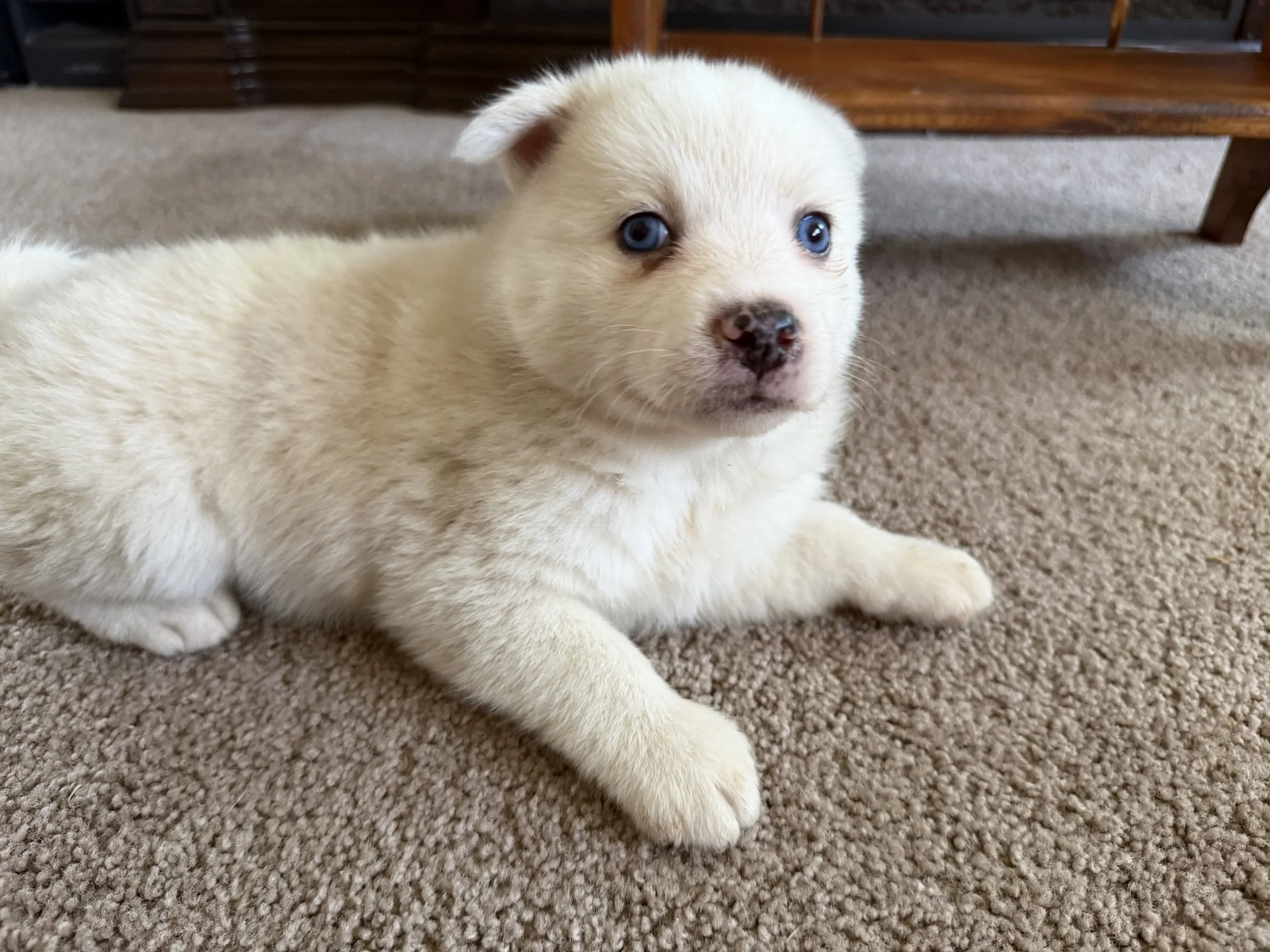 Melvin is a stunning white merle F2 Pomsky with a cloud-soft coat and captivating markings which make him truly one of a kind! This boy loves to romp and play until his little legs tire out, then he's all about snuggling up next to his favorite peopl