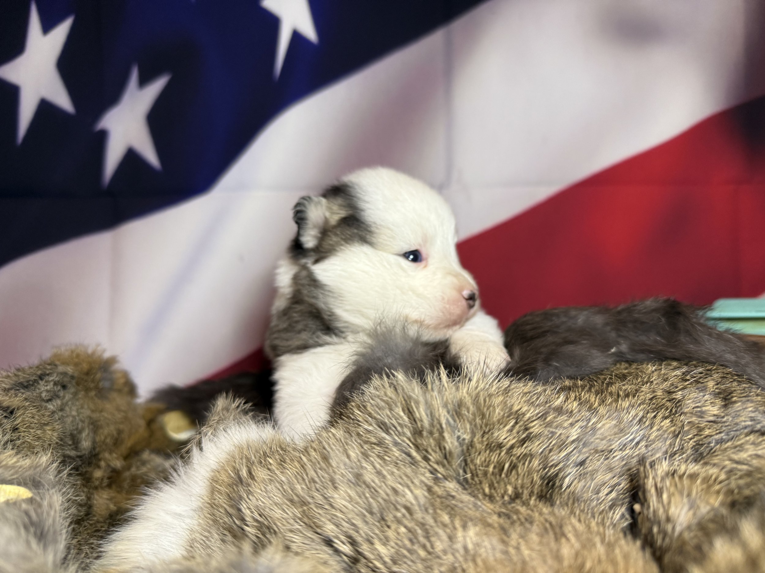 Price-$2,000
About Flint
Pomsky • 8 weeks old
Born on May 25, Flint is one of 4 puppies from parent dogs Bandit & Sky of Pom Pom Pomskies.
Color
White (non-standard)