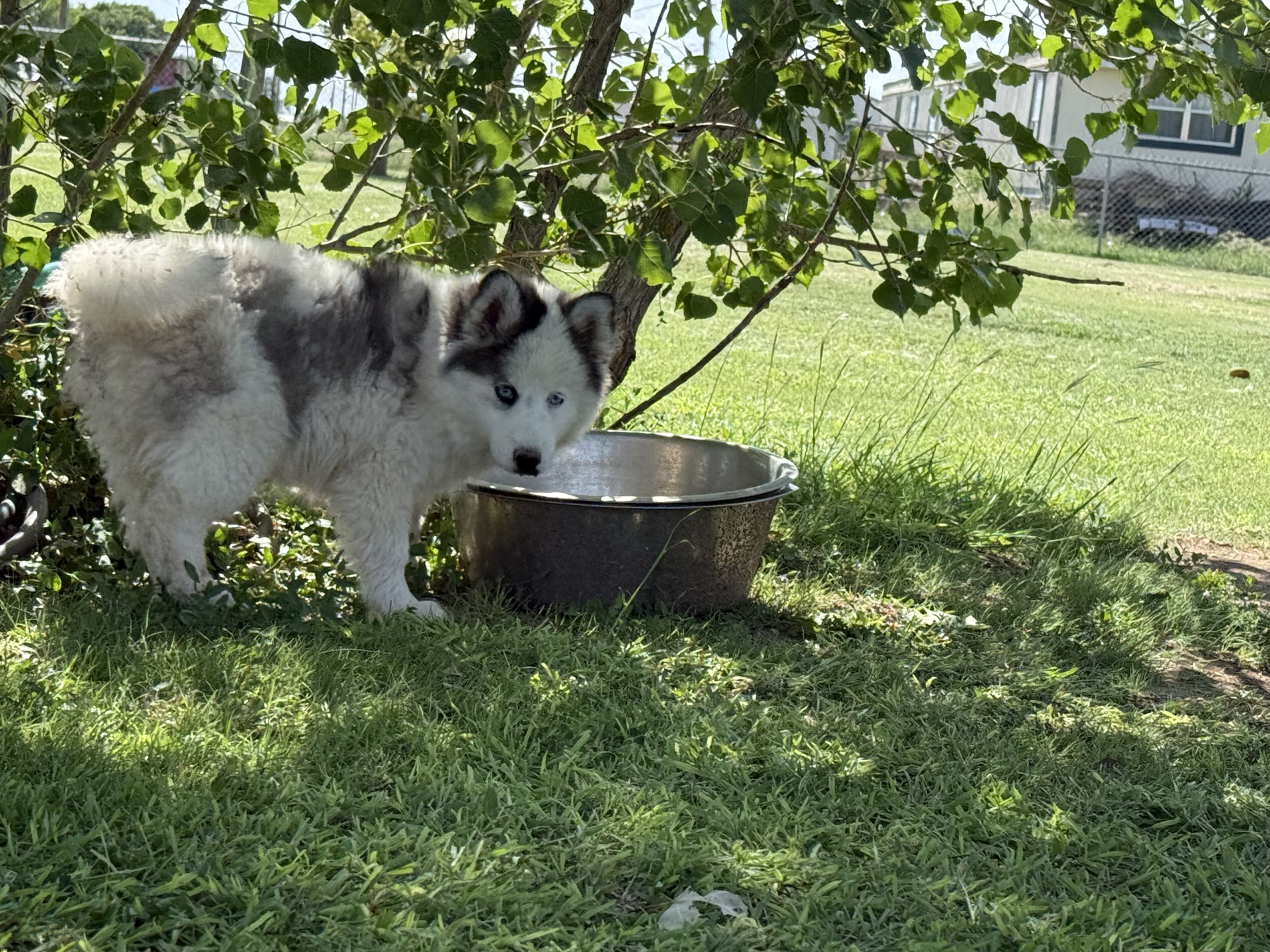 Price- $1500
About August
Pomsky • 13 weeks old
Born on Apr. 25, August is one of 3 puppies from parent dogs Fudge & Holley of Pom Pom Pomskies.
Color
White (non-standard)
Size
Mini
Generation
F2