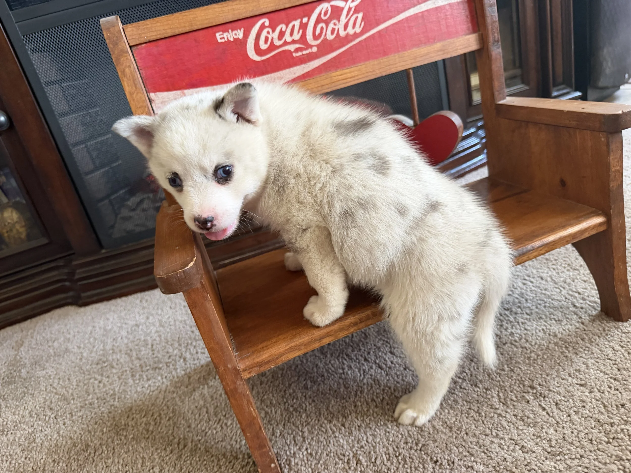 My name is Macy the Pomsky puppy, and I can't wait to show you the love I have for you! I am the sweetest puppy you will ever meet. I love to romp around and make you laugh! My favorite thing to do after an exciting day is to cuddle next to my family