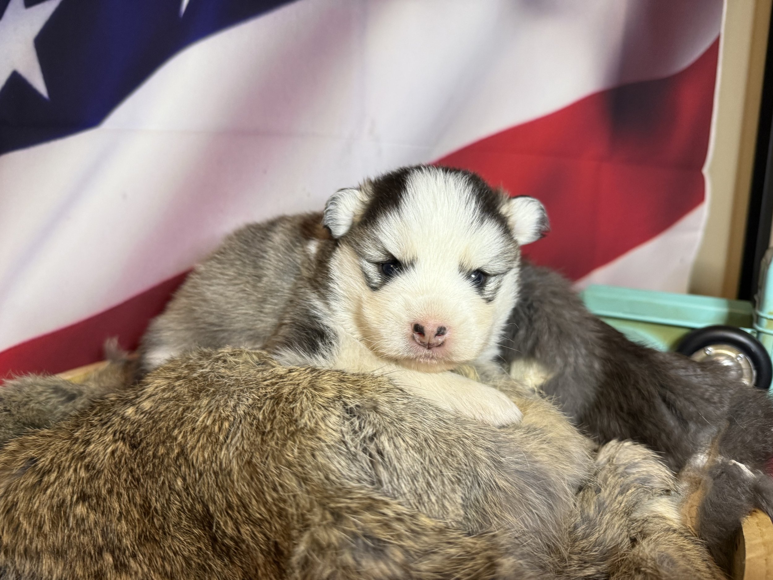Price-$2,000
About Frederick
Pomsky • 8 weeks old
Born on May 25, Frederick is one of 4 puppies from parent dogs Bandit & Sky of Pom Pom Pomskies.
Color
Black and white (non-standard)