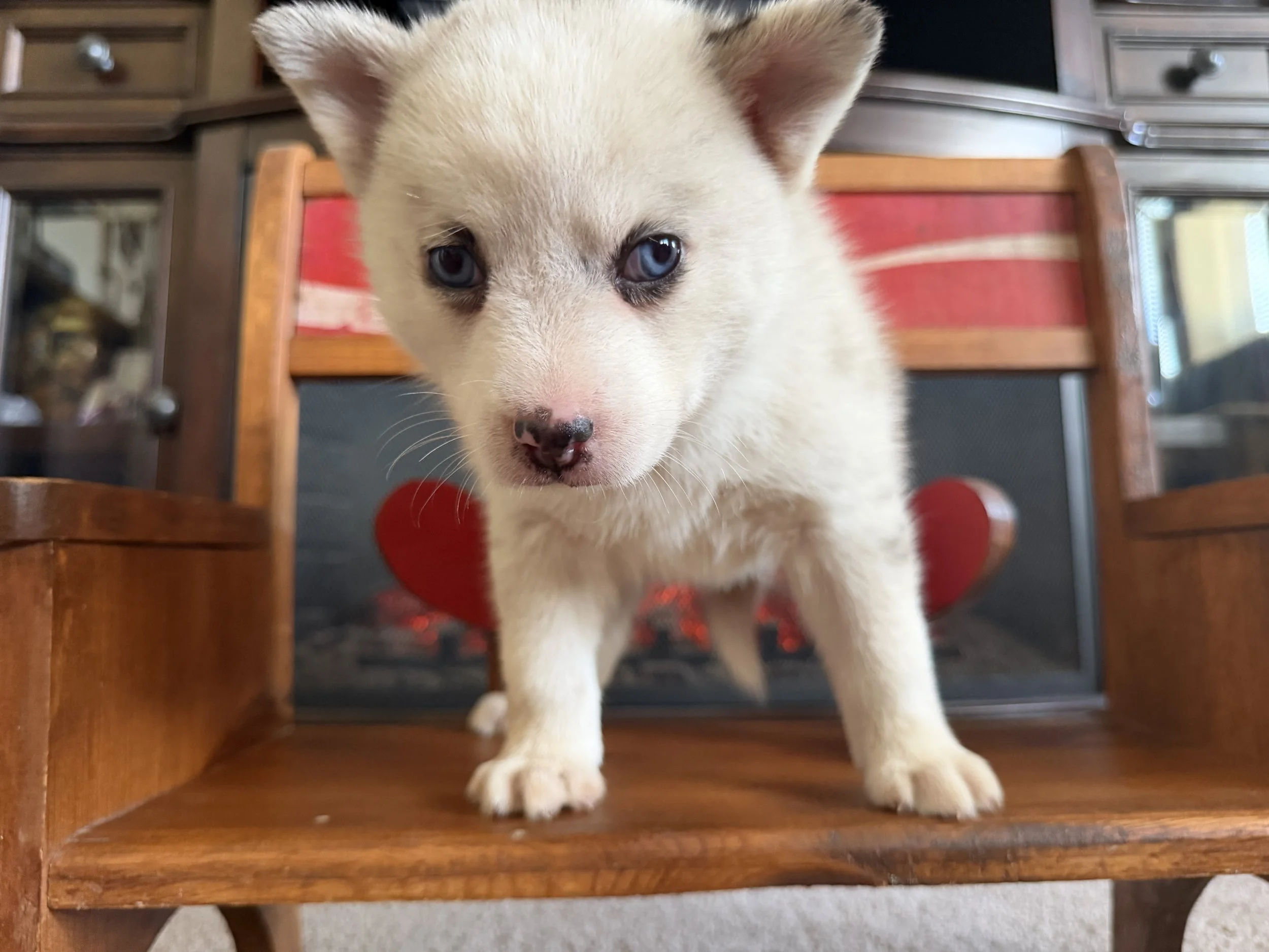 My name is Macy the Pomsky puppy, and I can't wait to show you the love I have for you! I am the sweetest puppy you will ever meet. I love to romp around and make you laugh! My favorite thing to do after an exciting day is to cuddle next to my family