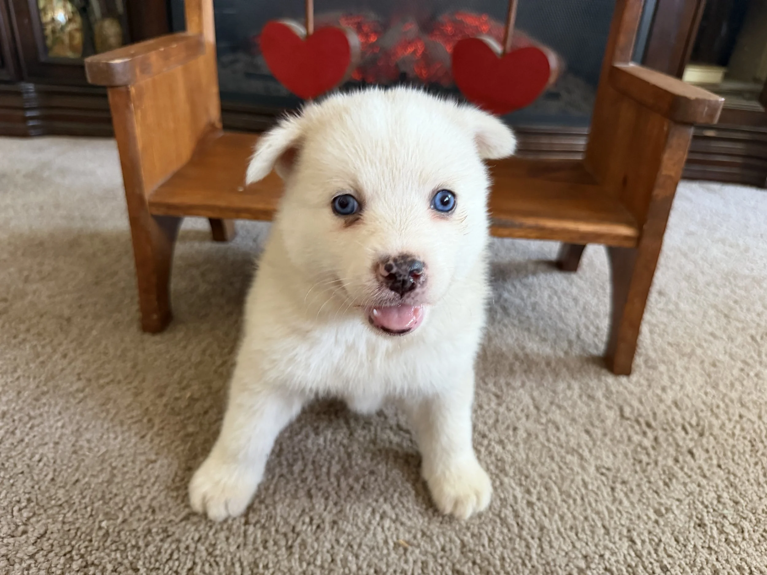 Melvin is a stunning white merle F2 Pomsky with a cloud-soft coat and captivating markings which make him truly one of a kind! This boy loves to romp and play until his little legs tire out, then he's all about snuggling up next to his favorite peopl