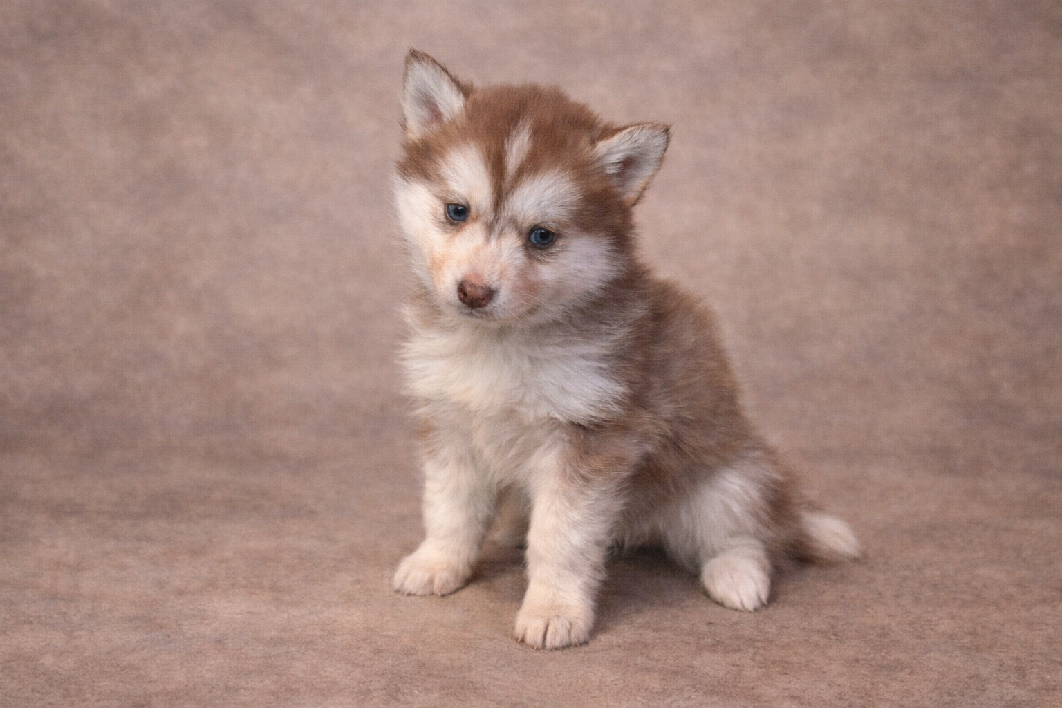 (Female)


price $2500
name Abigail
Color

Red and white (non-standard)

Size

Toy

Expected adult weight

15 lbs. - 25 lbs.