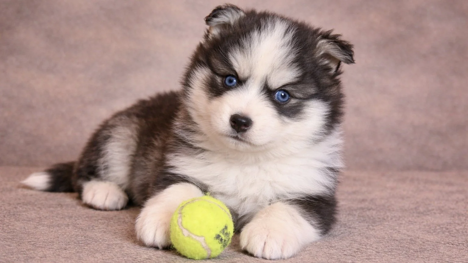 (Male)

Price $2300

Name Ethan

Color

Tri-color (non-standard)

Size

Toy

Expected adult weight

15 lbs. - 25 lbs.