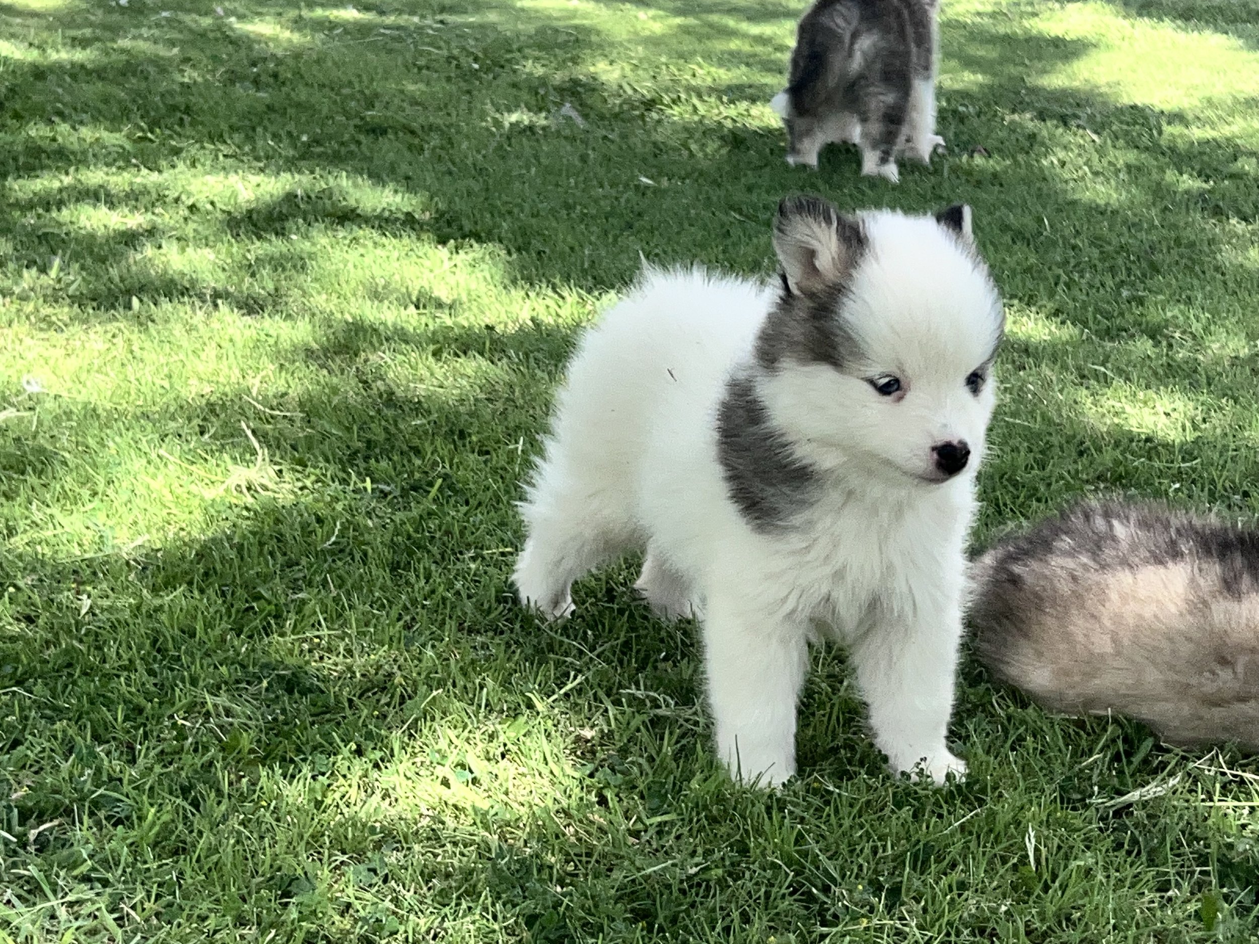 Price-$2,000
About Flint
Pomsky • 8 weeks old
Born on May 25, Flint is one of 4 puppies from parent dogs Bandit & Sky of Pom Pom Pomskies.
Color
White (non-standard)