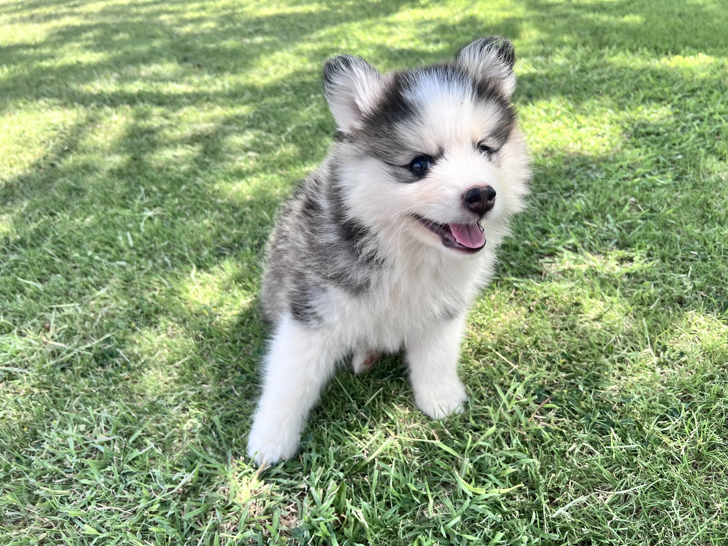 Price-$2,000
About Frederick
Pomsky • 8 weeks old
Born on May 25, Frederick is one of 4 puppies from parent dogs Bandit & Sky of Pom Pom Pomskies.
Color
Black and white (non-standard)
