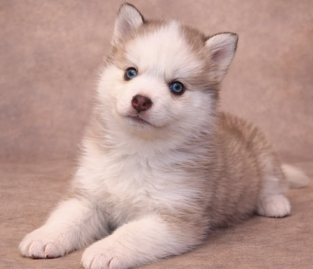 (Female)


price $2500

Name Adeline

Color

Wolf sable (non-standard)Size

Toy

Expected adult weight

15 lbs. - 25 lbs.
