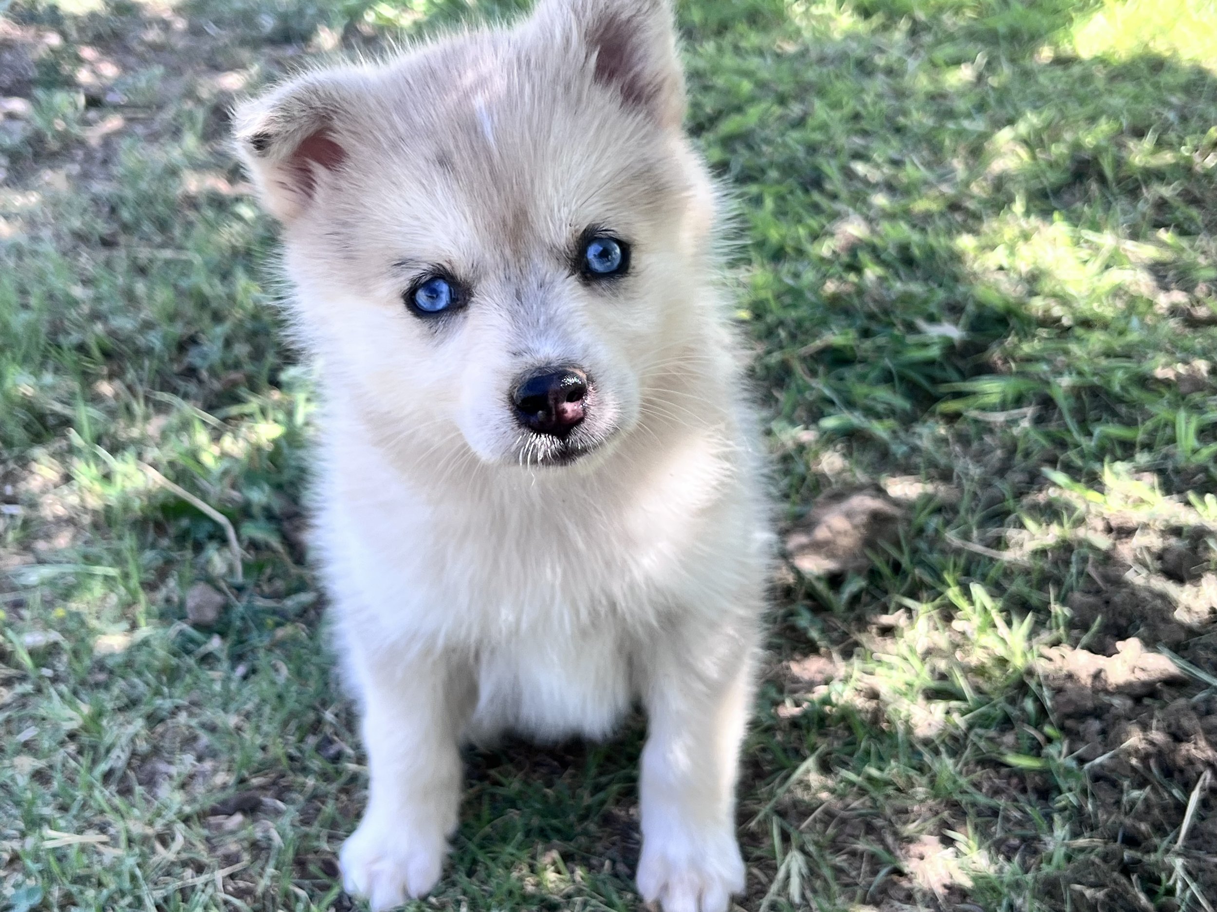 Price-$2500
About BlueBerry
Pomsky • 8 weeks old
Born on May 29, BlueBerry is one of 4 puppies from parent dogs Bandit & Krissy of Pom Pom Pomskies.
Color
Merle (non-standard)
Size
Mini