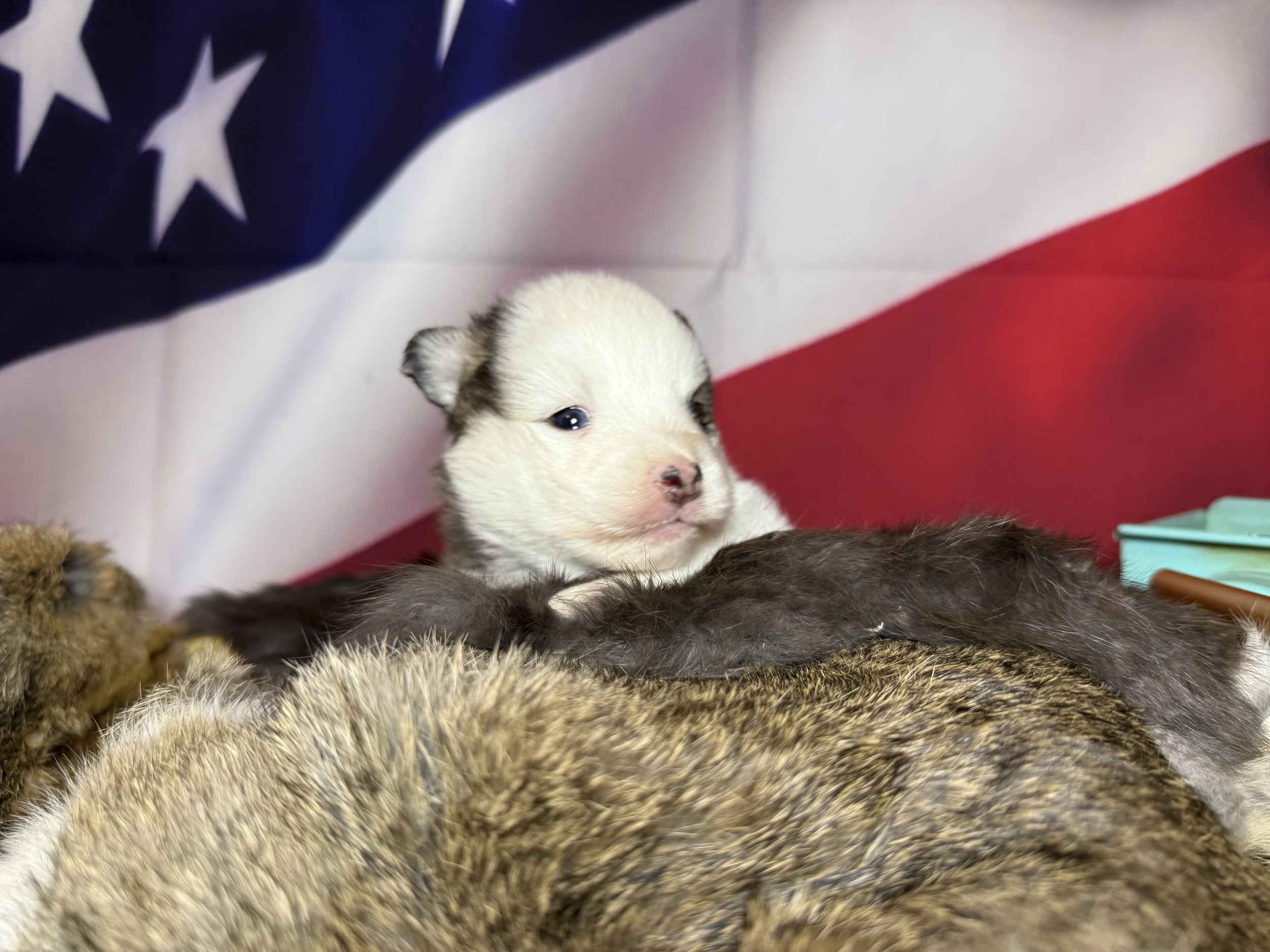 Price-$2,000
About Flint
Pomsky • 8 weeks old
Born on May 25, Flint is one of 4 puppies from parent dogs Bandit & Sky of Pom Pom Pomskies.
Color
White (non-standard)