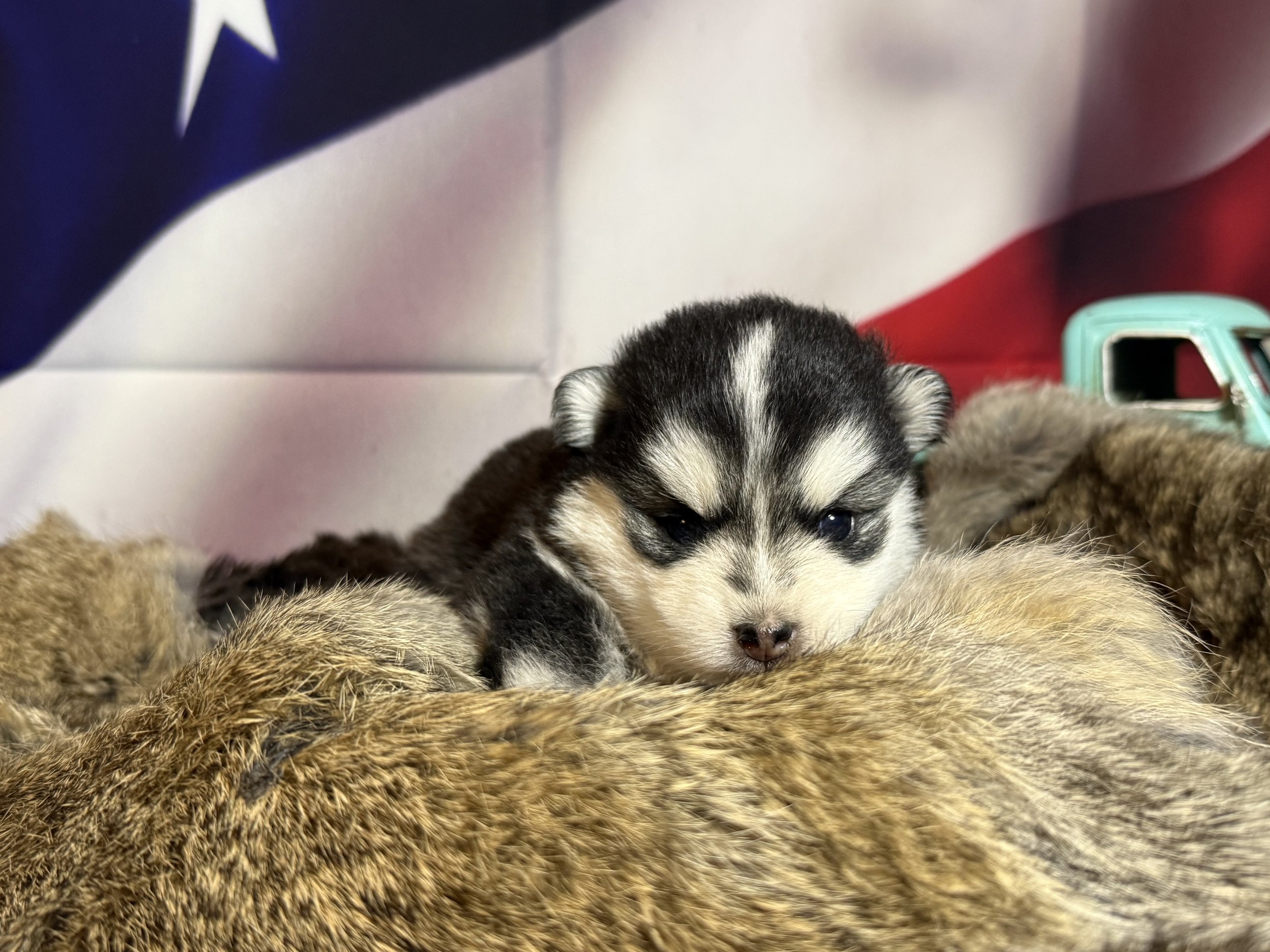 Price- $2500
About Fae
Pomsky • 8 weeks old
Born on May 25, Fae is one of 4 puppies from parent dogs Bandit & Sky of Pom Pom Pomskies.
Color
Black and white (non-standard)