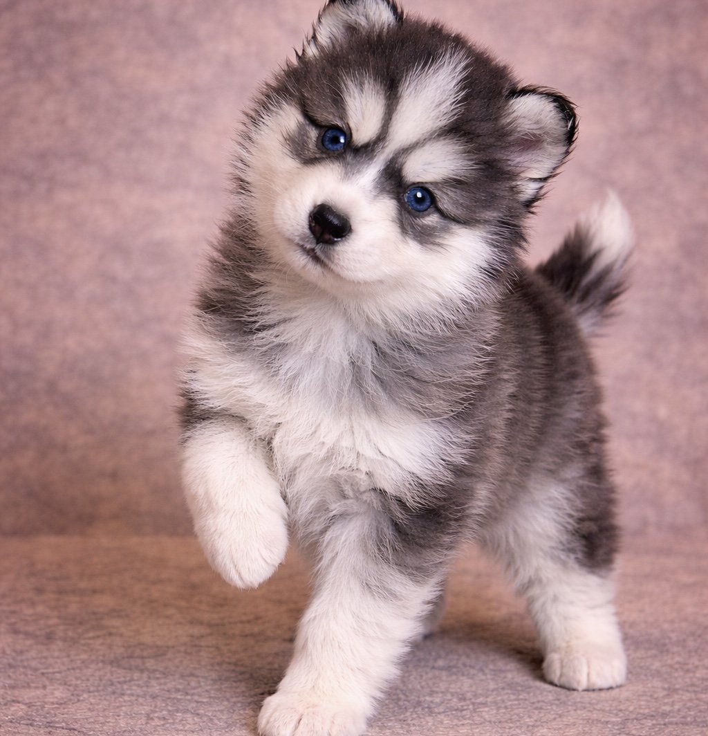 (Male)

Price $2300

Name Ezra

Color

Chocolate/white 

Size

Toy

Expected adult weight

15 lbs. - 25 lbs.