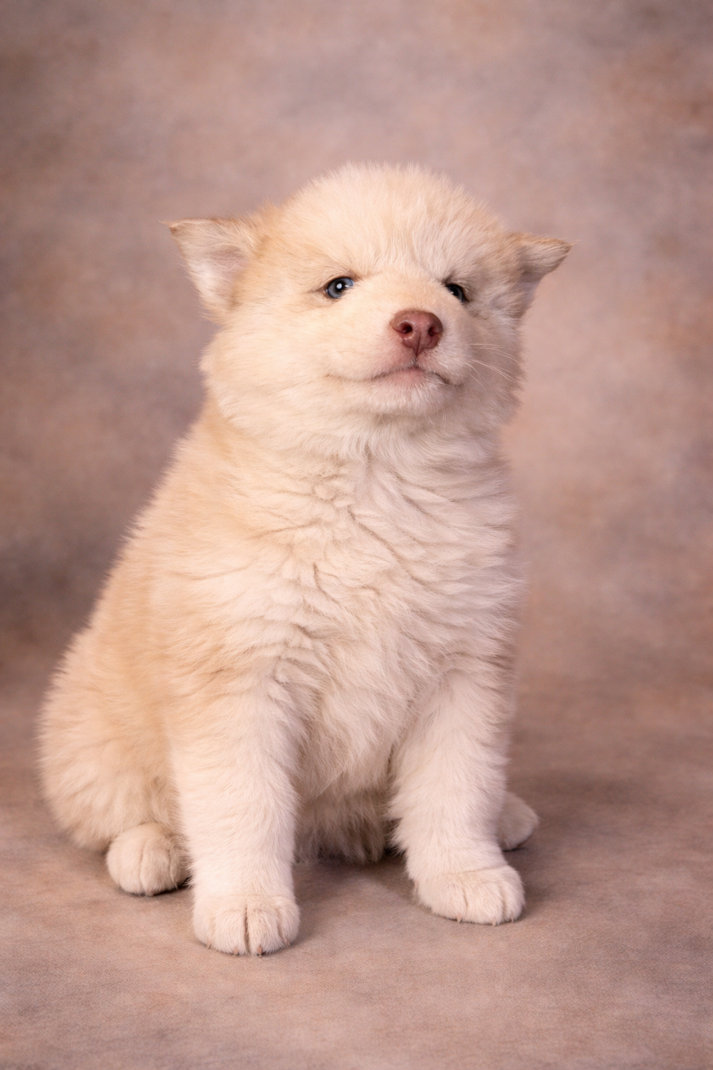 (Male)

Price $2300

Name Asher

Color

Wolf sable (non-standard)

Expected adult weight

15 lbs. - 25 lbs.