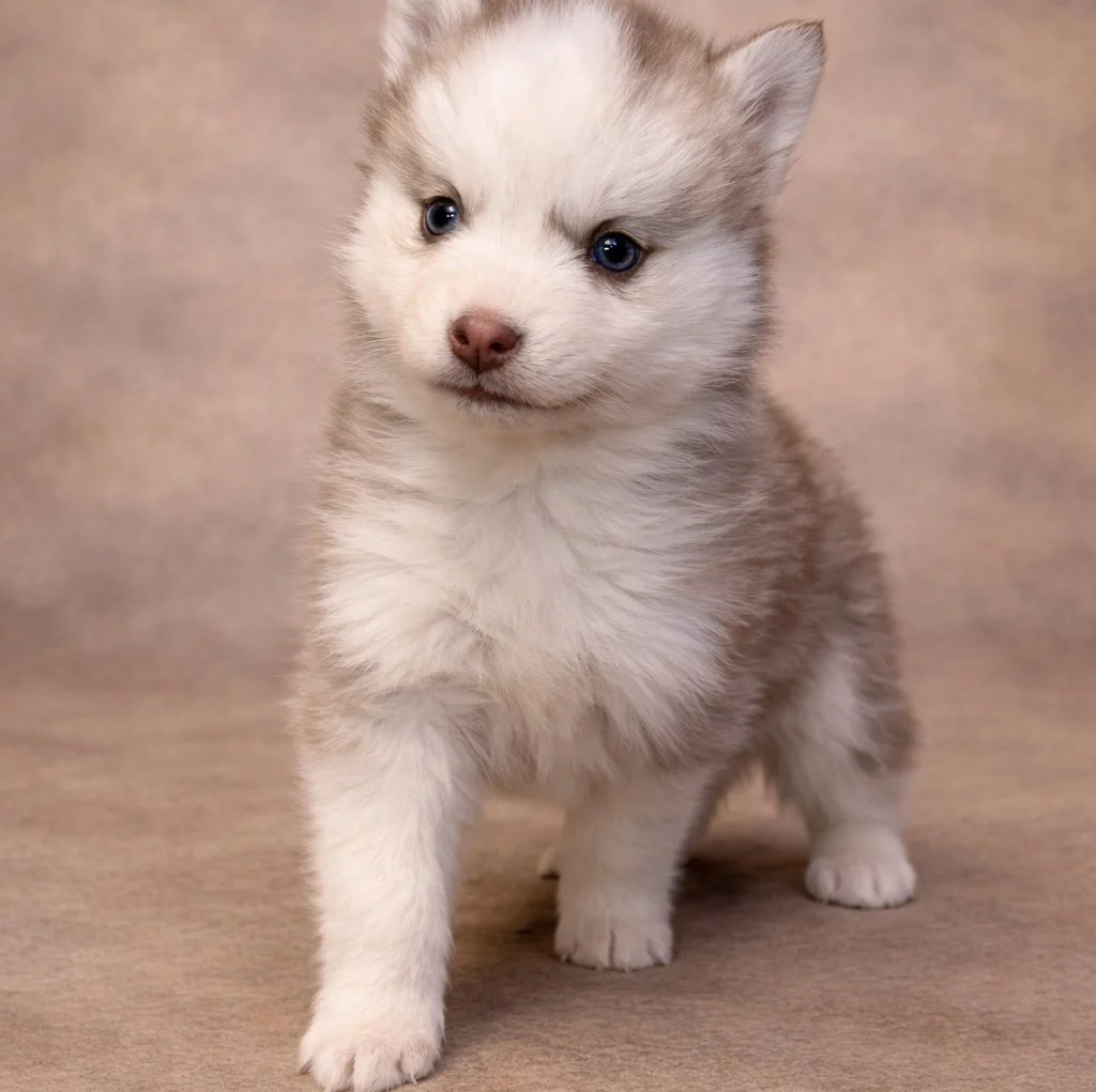 (Female)


price $2500

Name Adeline

Color

Wolf sable (non-standard)Size

Toy

Expected adult weight

15 lbs. - 25 lbs.