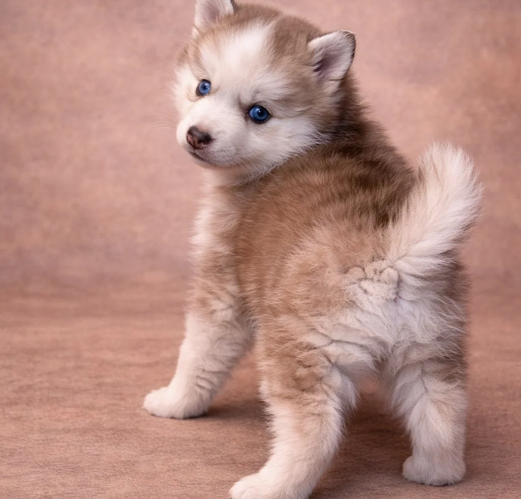 (Female)


price $2500

Name Adeline

Color

Wolf sable (non-standard)Size

Toy

Expected adult weight

15 lbs. - 25 lbs.