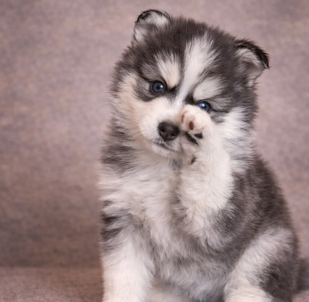 (Male)

Price $2300

Name Ezra

Color

Chocolate/white 

Size

Toy

Expected adult weight

15 lbs. - 25 lbs.