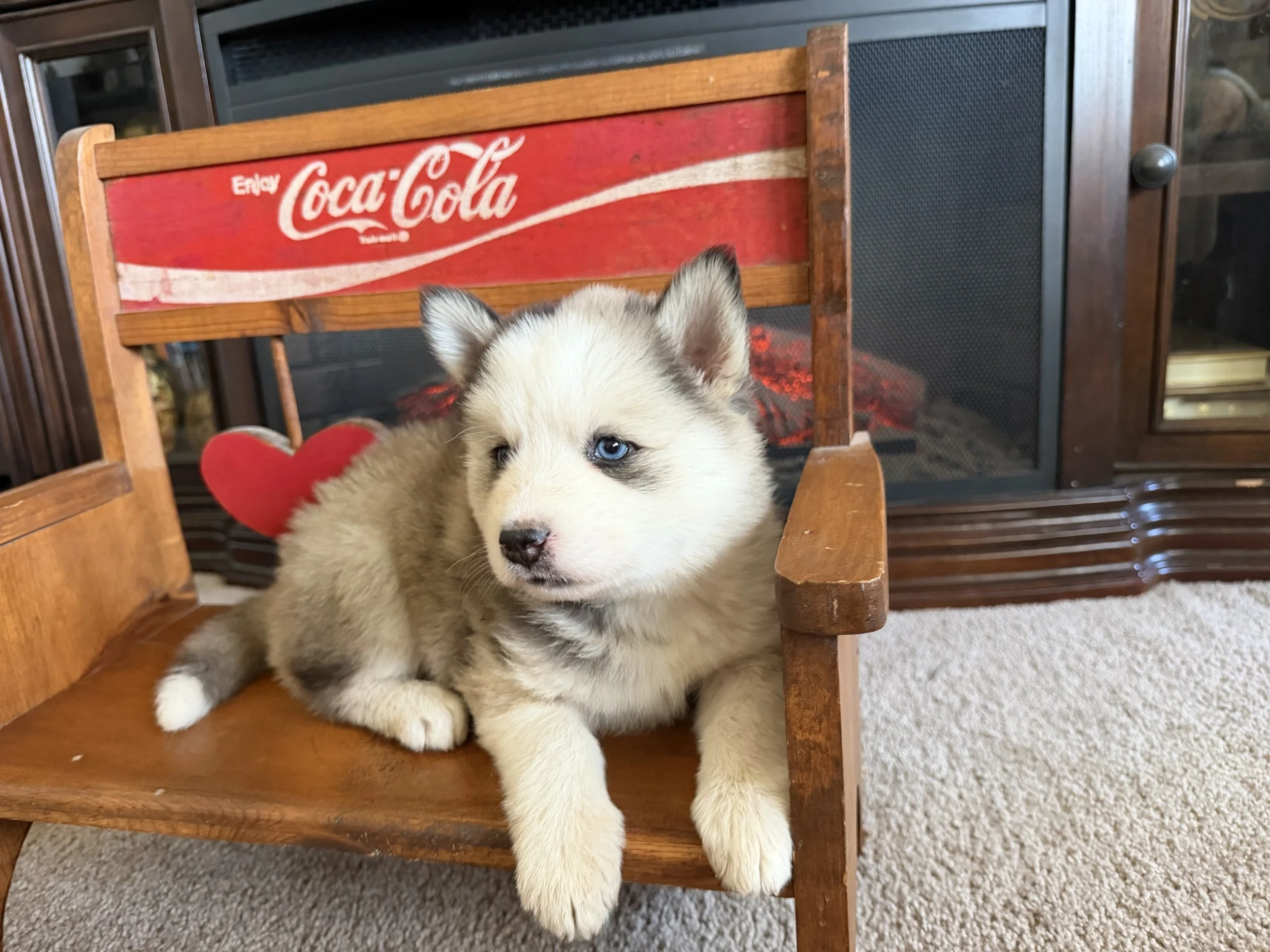 Melody is a stunning F2 Pomsky whose mesmerizing merle coat is already turning heads! This little lady combines the spirited personality of her Husky heritage with the playful charm of her Pomeranian side, creating the perfect blend of adventure and 