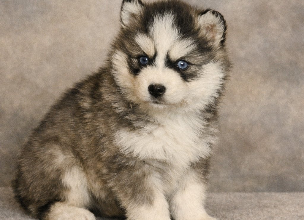 (Female)

Price $2500

Name Emma 


Color

Tri Color (non-standard)

Size

Toy

Expected adult weight

15 lbs. - 25 lbs.