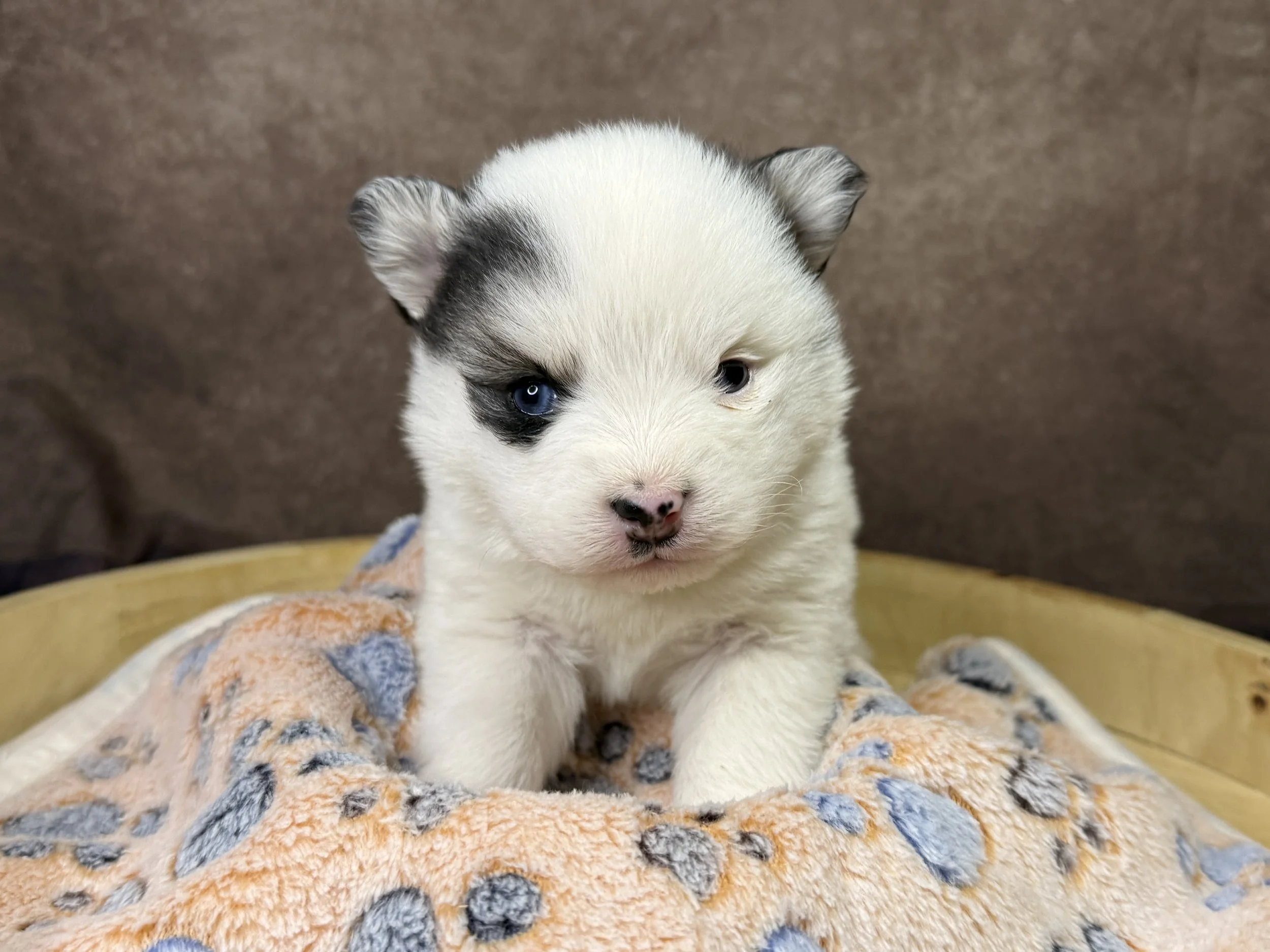 Price $2500

Destiny





Date of Birth:
December 20, 2025
Weight:
1 lbs*
Registration:
No Papers*
Color:
White with black ears
Date Available:
February 14, 2026
Microchipped:
Yes
Travel Ready:
Still Growing!