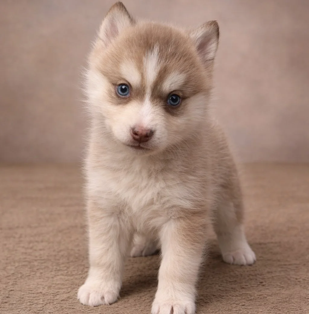 (Female)


Price $2500


Name Alice


Color

Wolf sable (non-standard)

Size

Toy

Expected adult weight

15 lbs. - 25 lbs.