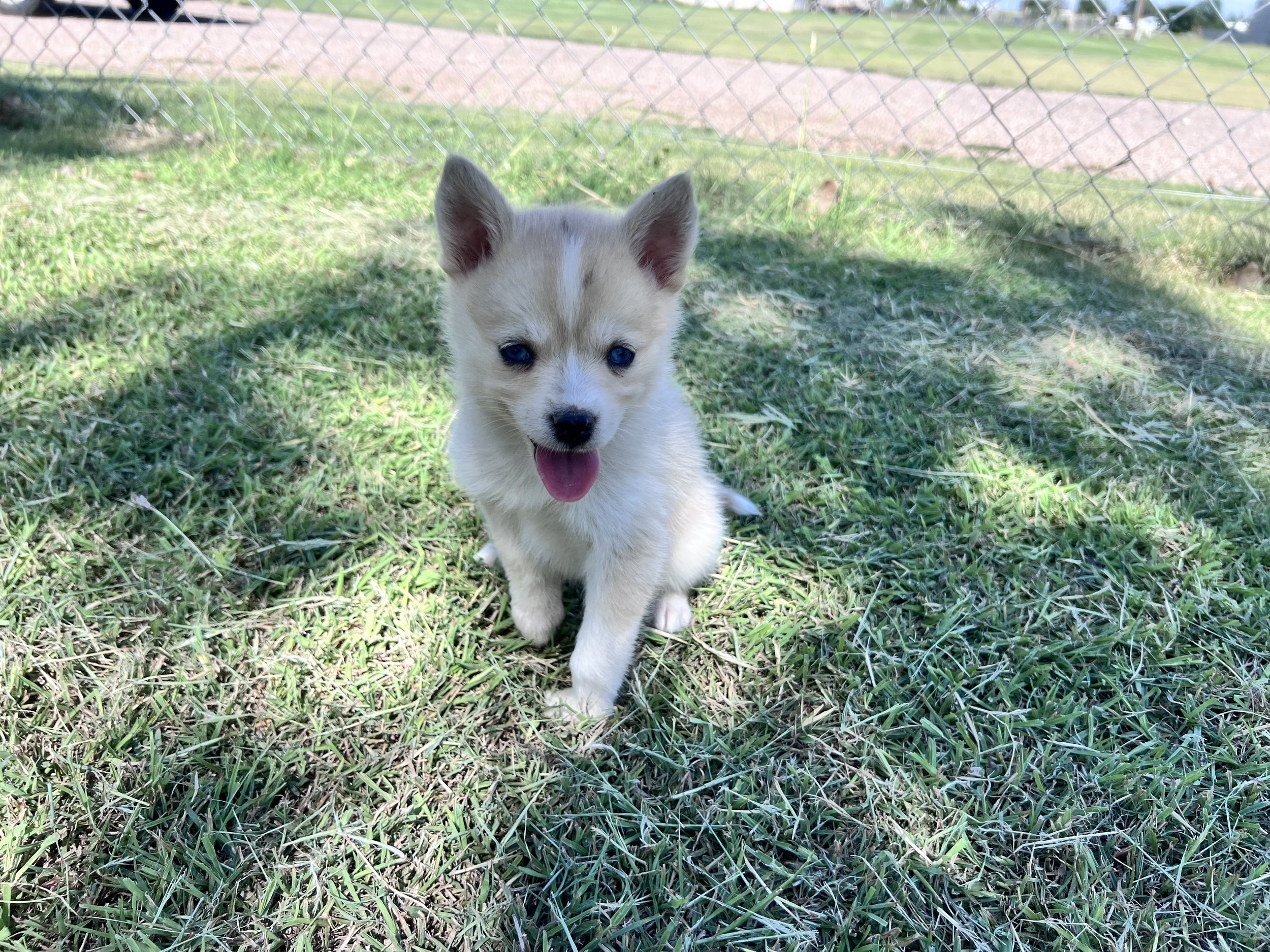 Price-$2500
About Cynthia
Pomsky • 8 weeks old
Born on May 29, Cynthia is one of 4 puppies from parent dogs Bandit & Krissy of Pom Pom Pomskies.
Color
Merle (non-standard)
Size
Mini