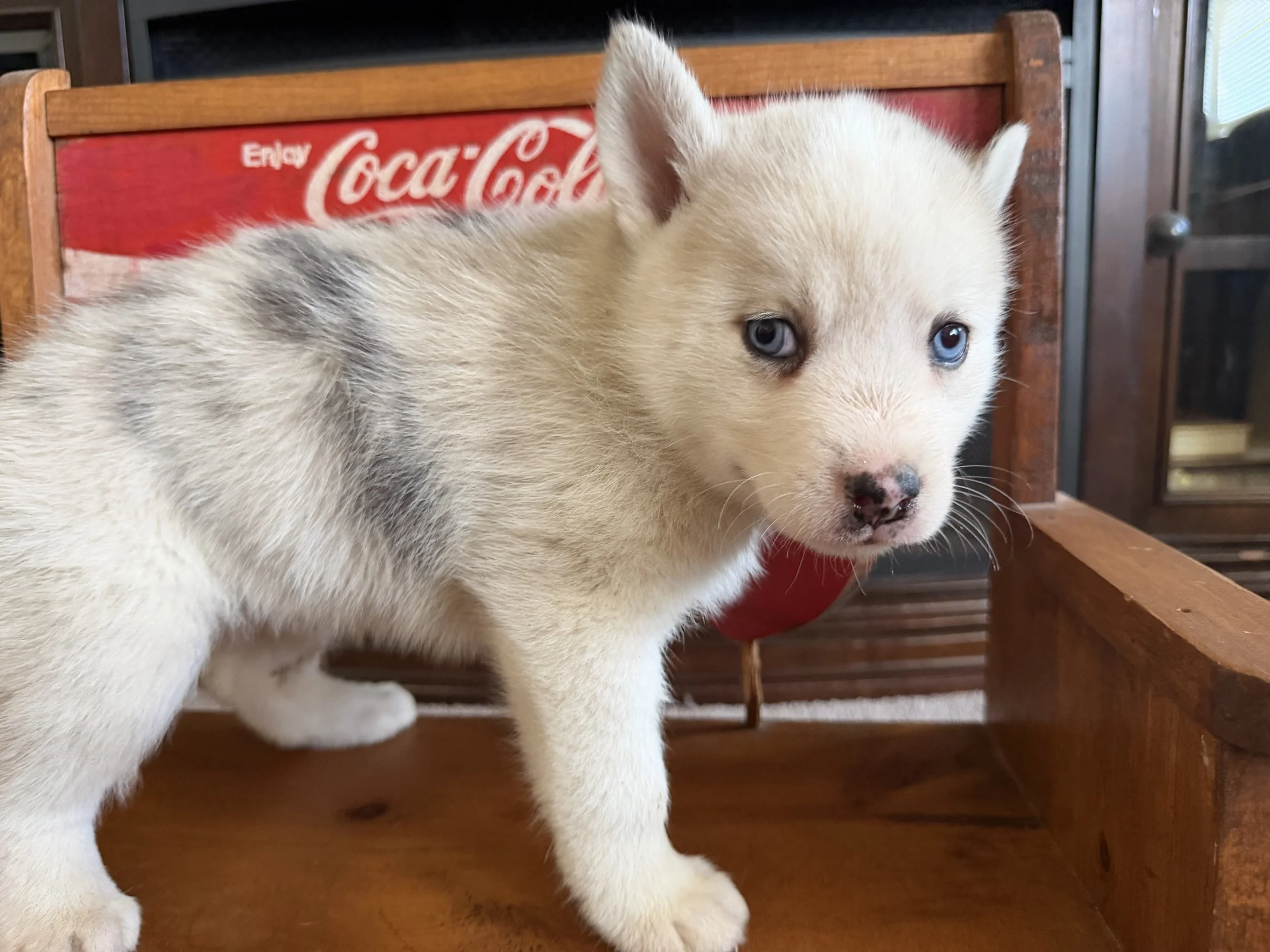 Mason and his littermates are crate trained. Mason and his littermates are currently undergoing potty training initiated by their breeder. Take a look at the selected potty training techniques employed by the breeder. The puppies in the litter have b