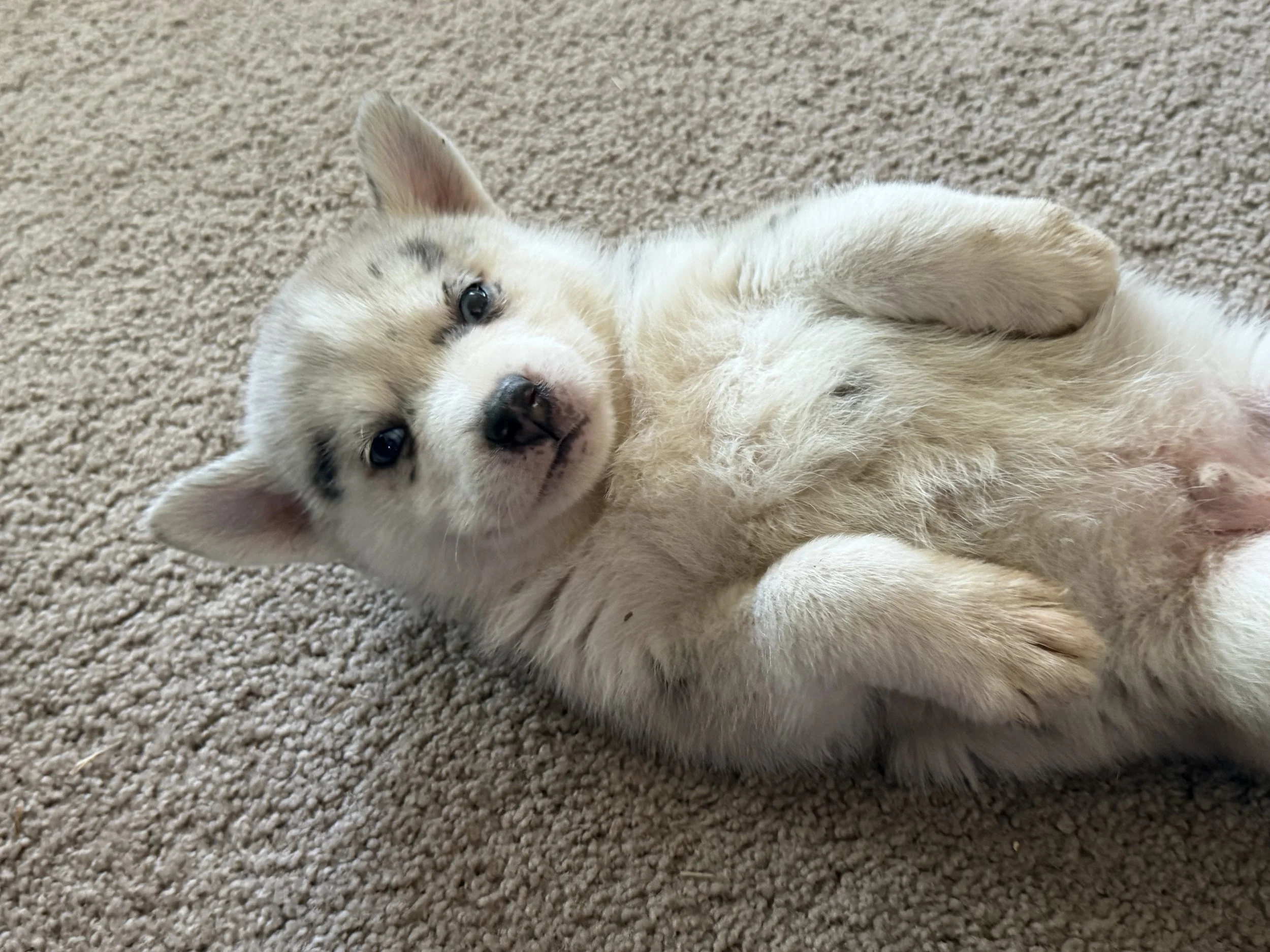Murray brings all the magic of the Pomsky breed wrapped in a stunning white merle coat impossible to resist! This F2 generation pup is still growing and already shows off the playful, affectionate personality Pomskies are loved for. Picture him bound