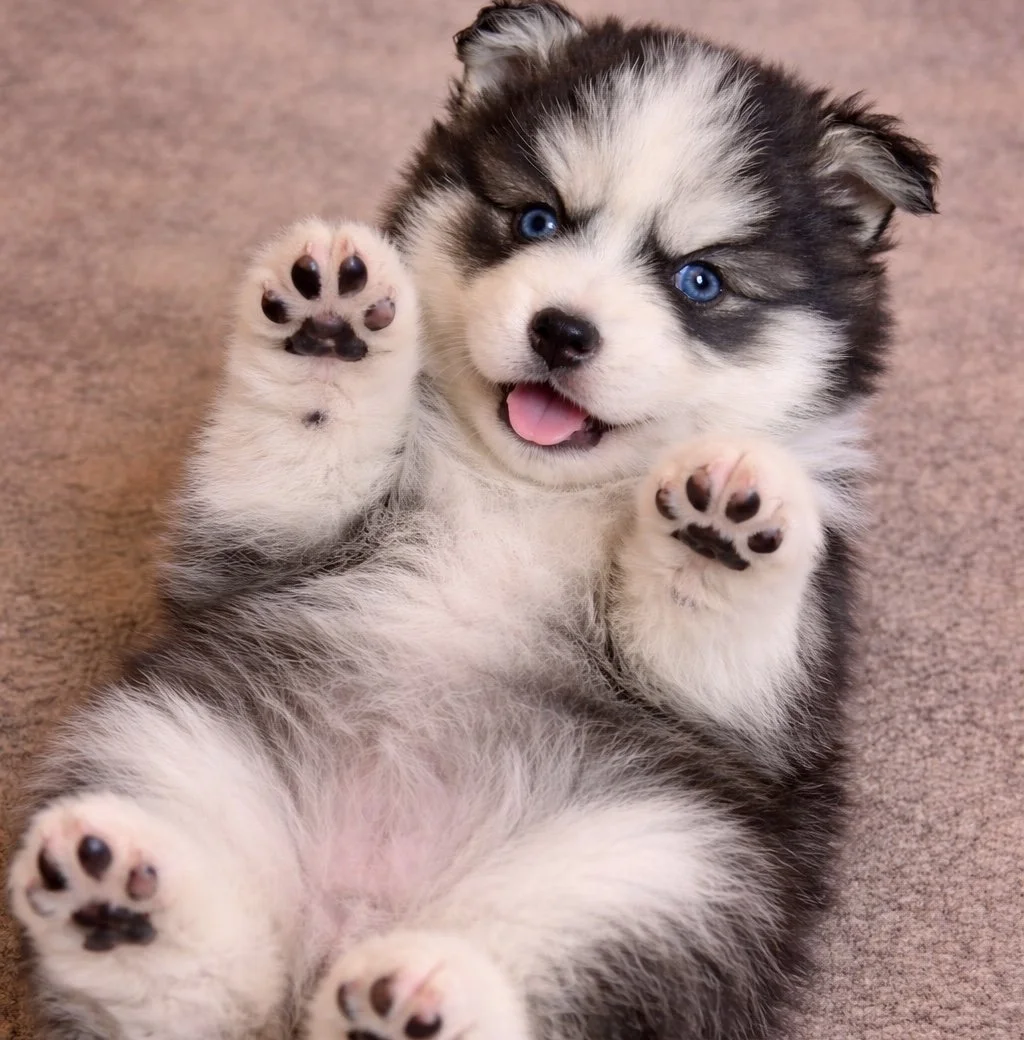 (Male)

Price $2300

Name Ethan

Color

Tri-color (non-standard)

Size

Toy

Expected adult weight

15 lbs. - 25 lbs.