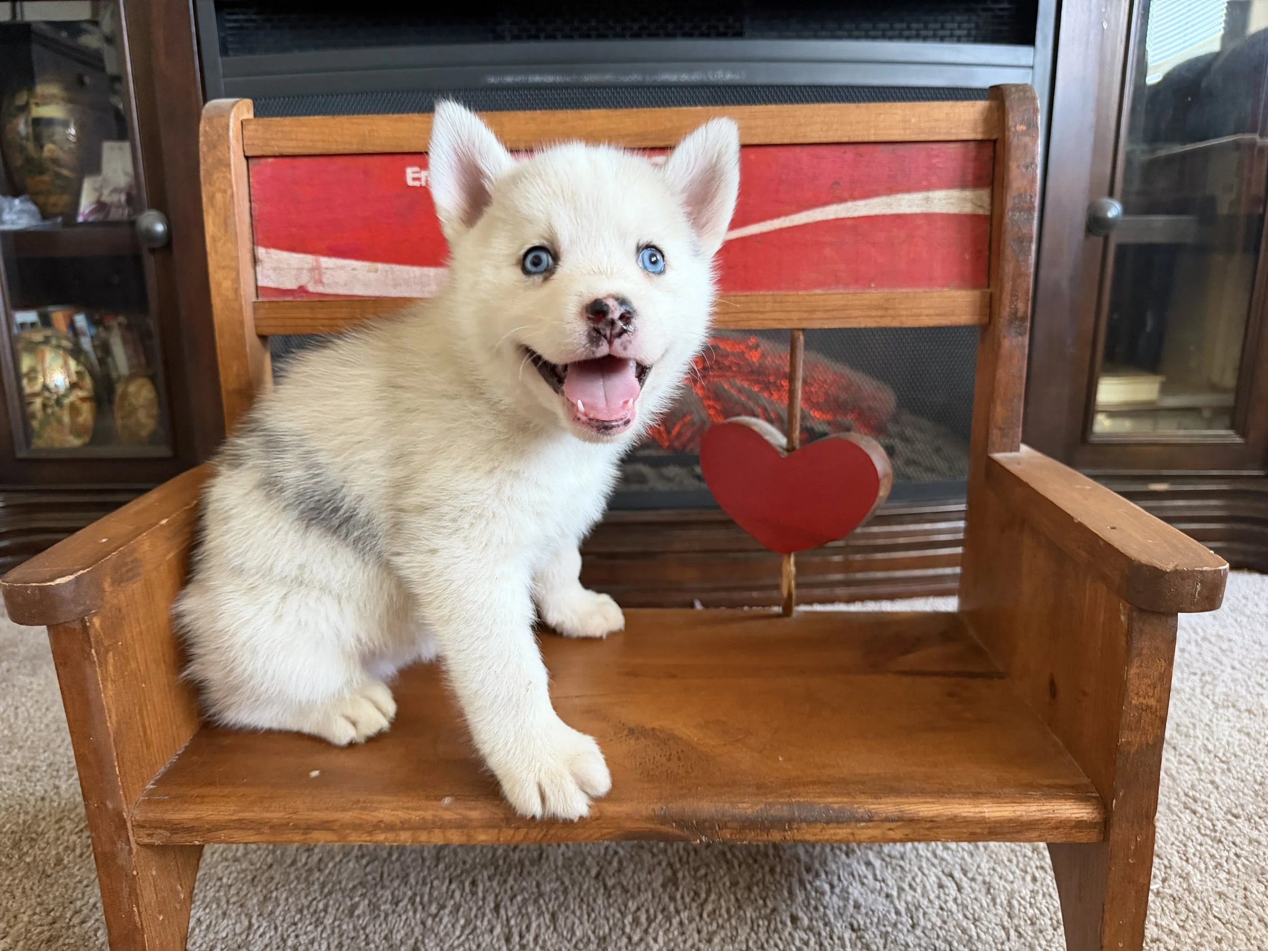Mason and his littermates are crate trained. Mason and his littermates are currently undergoing potty training initiated by their breeder. Take a look at the selected potty training techniques employed by the breeder. The puppies in the litter have b