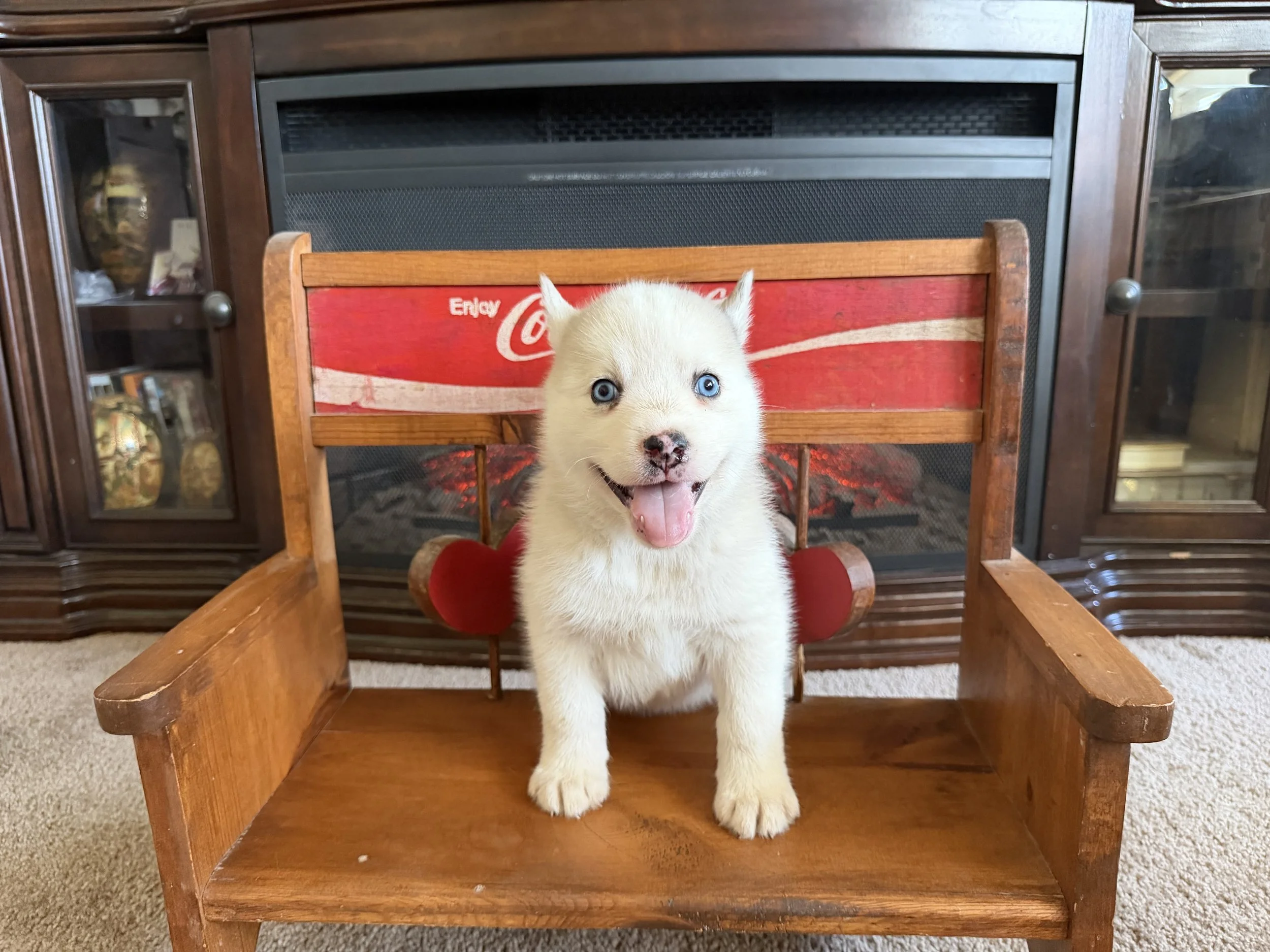 Mason and his littermates are crate trained. Mason and his littermates are currently undergoing potty training initiated by their breeder. Take a look at the selected potty training techniques employed by the breeder. The puppies in the litter have b
