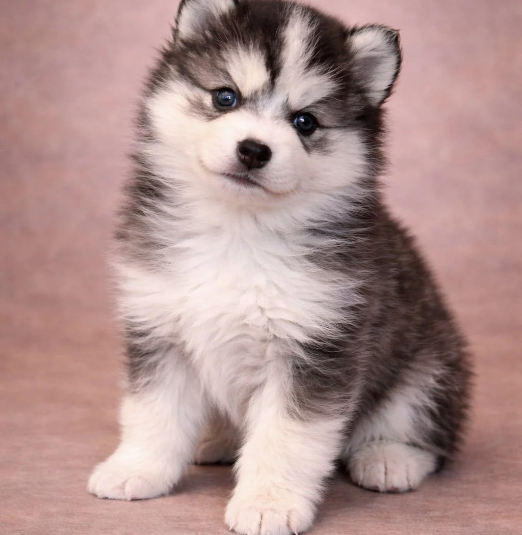 (Female)


Price $2500


Name Evelyn 


Color

Tri Color (non-standard)

Size

Toy

Expected adult weight

15 lbs. - 25 lbs.