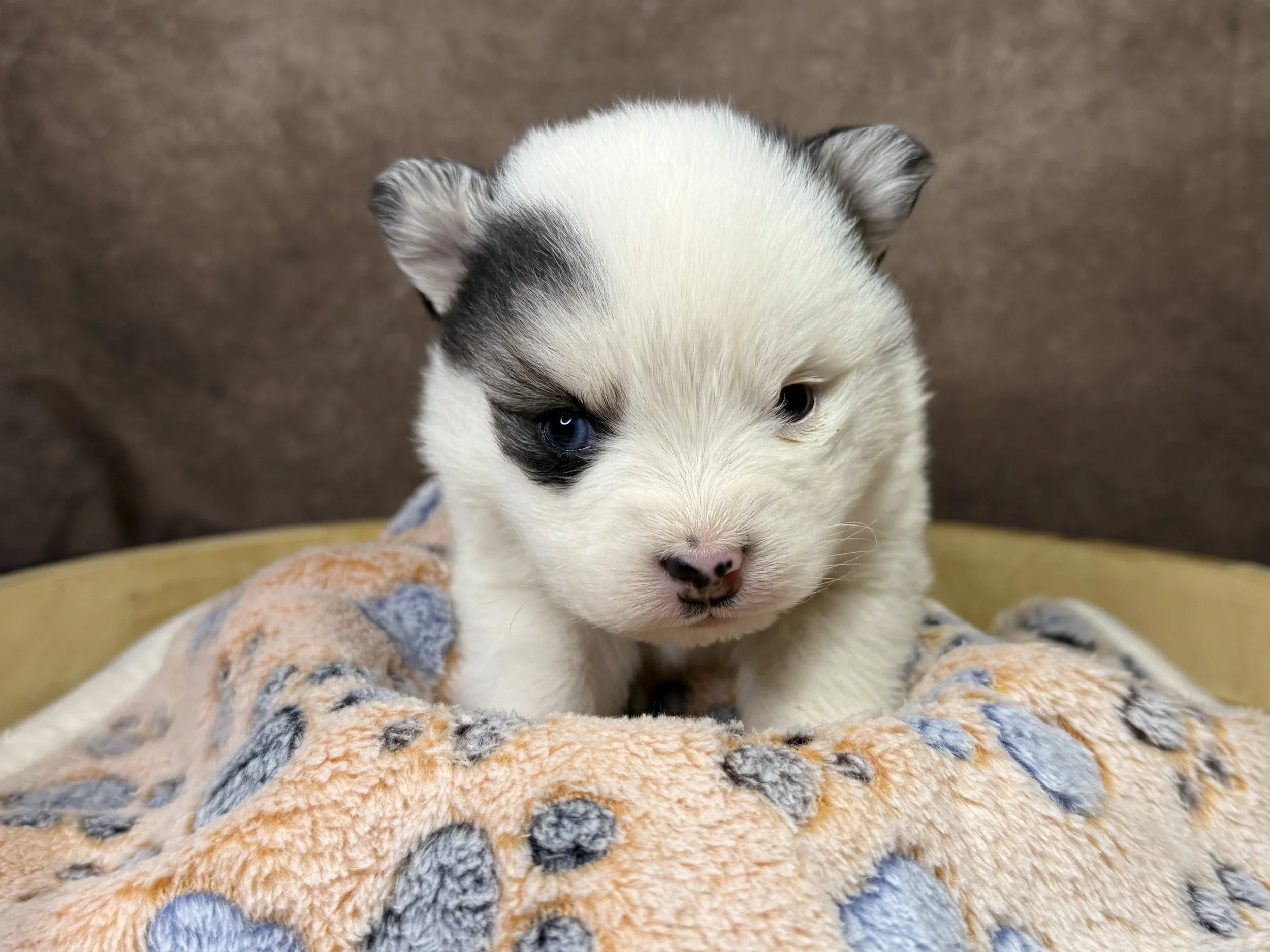 Price $2500

Destiny





Date of Birth:
December 20, 2025
Weight:
1 lbs*
Registration:
No Papers*
Color:
White with black ears
Date Available:
February 14, 2026
Microchipped:
Yes
Travel Ready:
Still Growing!