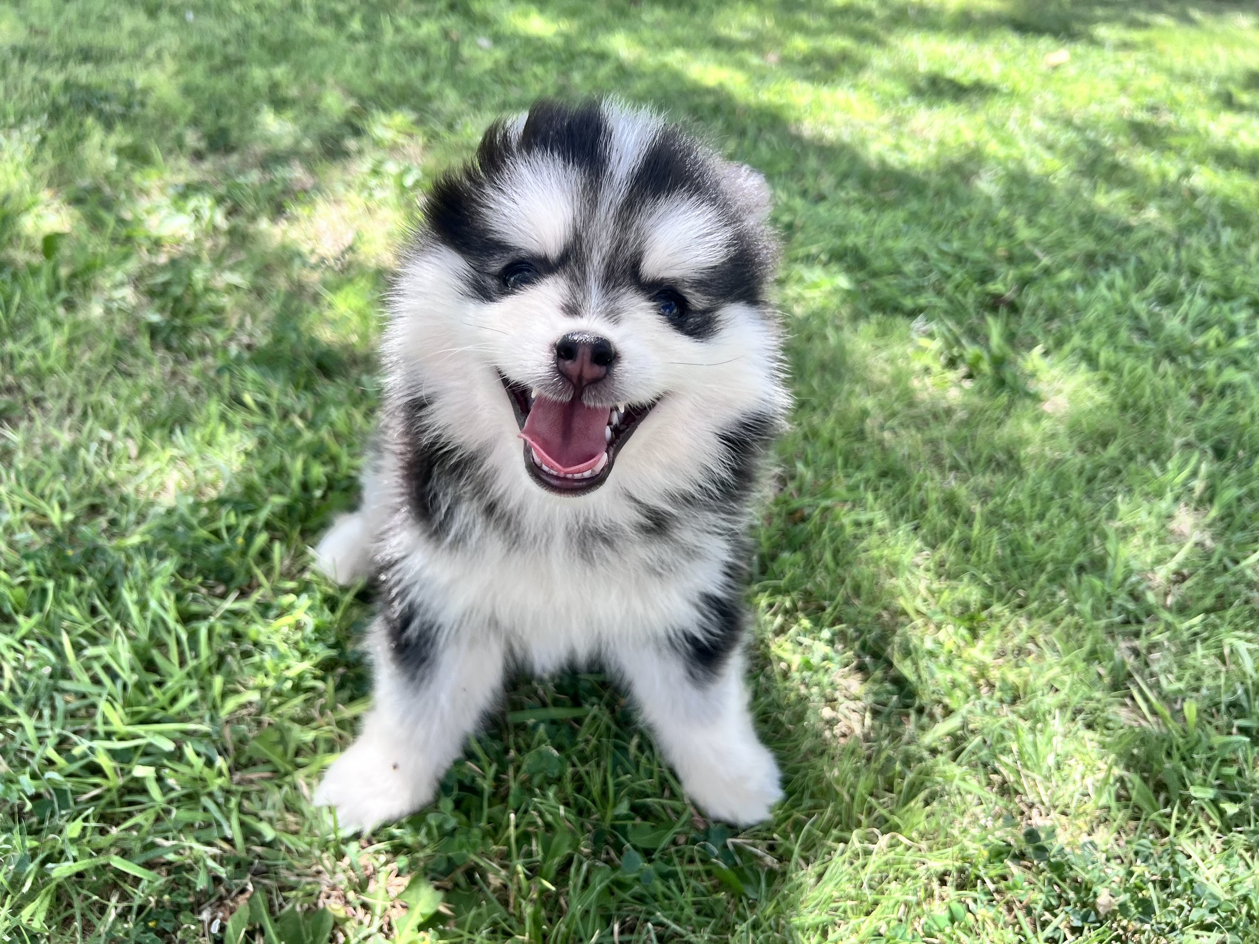 Price- $2500
About Fae
Pomsky • 8 weeks old
Born on May 25, Fae is one of 4 puppies from parent dogs Bandit & Sky of Pom Pom Pomskies.
Color
Black and white (non-standard)