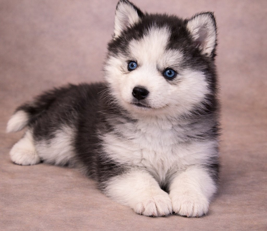 (Male)

Price $2300

Name Avery 

Color

Tri-color (non-standard)

Size

Toy

Expected adult weight

15 lbs. - 25 lbs.