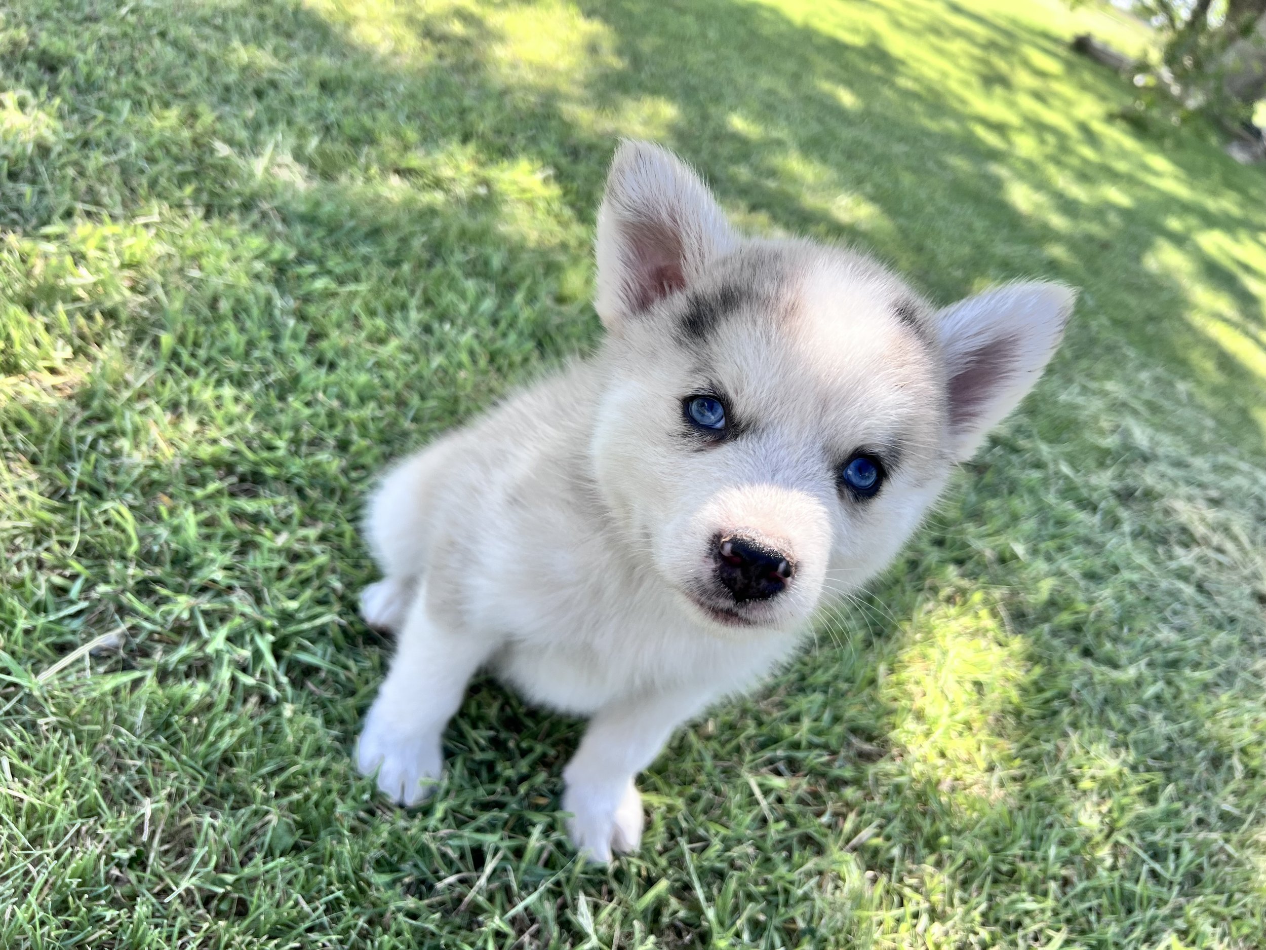 Price-$2,000
About Charlie
Pomsky • 8 weeks old
Born on May 29, Charlie is one of 4 puppies from parent dogs Bandit & Krissy of Pom Pom Pomskies.
Color
Merle (non-standard)