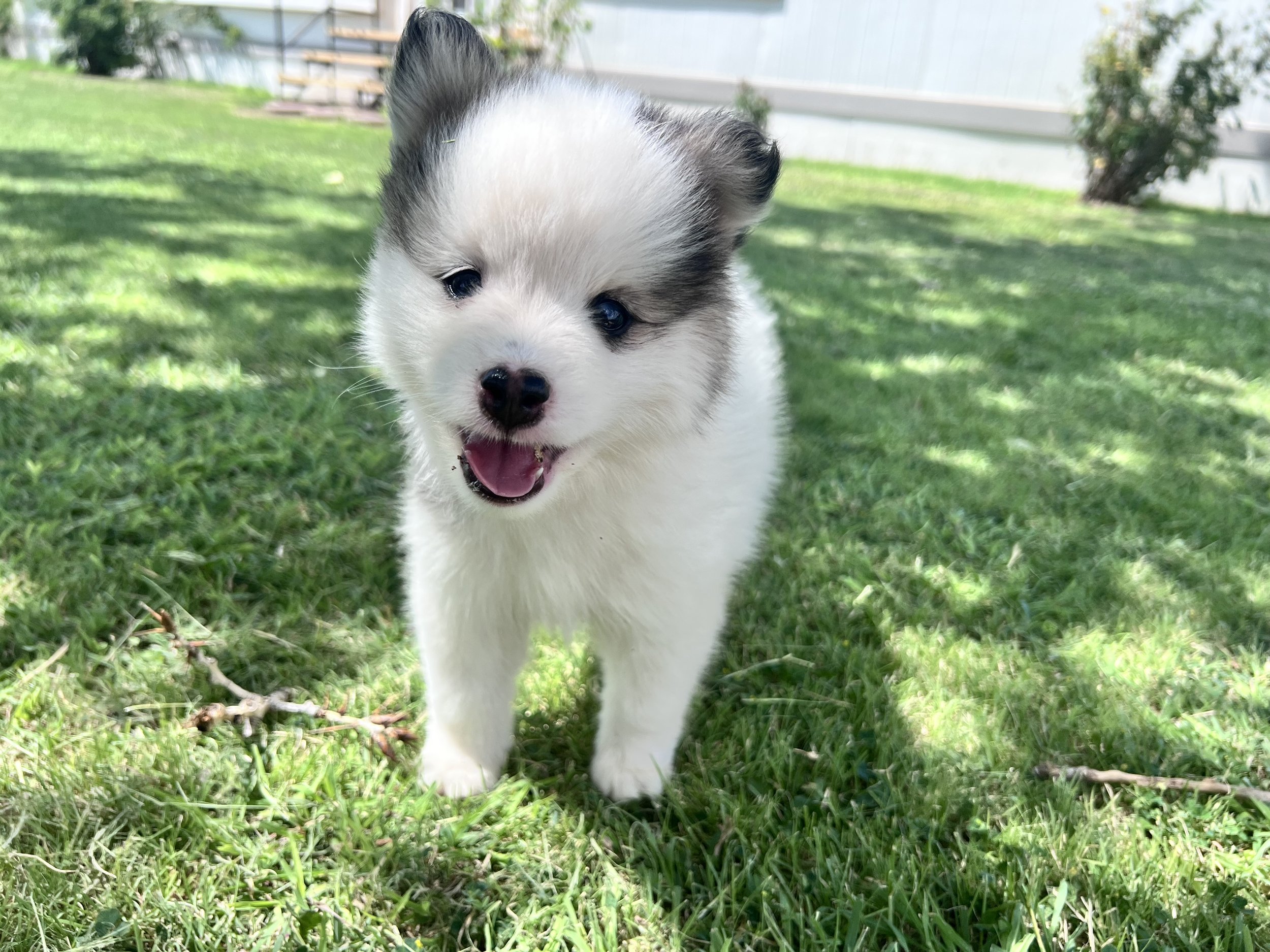 Price-$2,000
About Flint
Pomsky • 8 weeks old
Born on May 25, Flint is one of 4 puppies from parent dogs Bandit & Sky of Pom Pom Pomskies.
Color
White (non-standard)