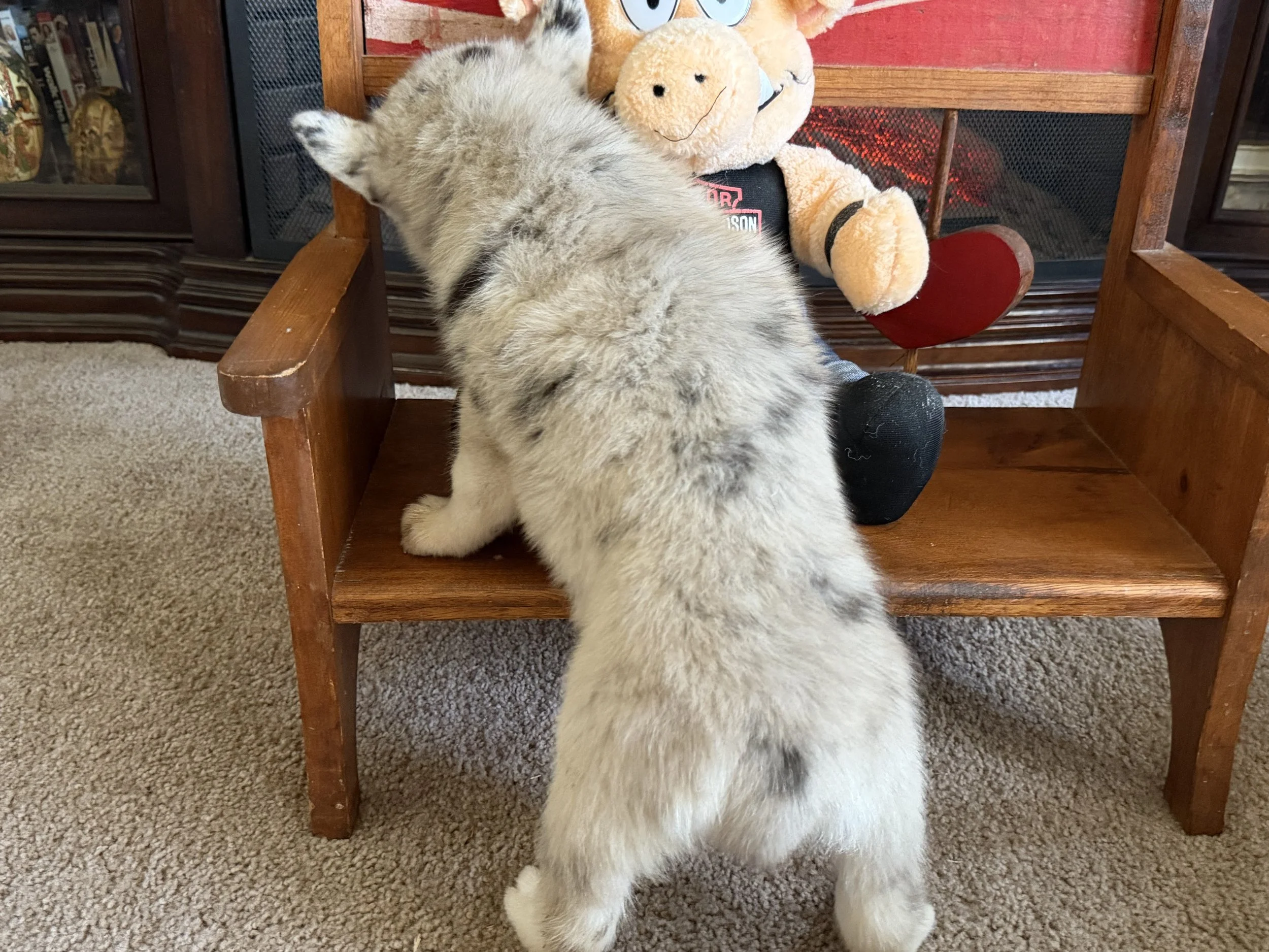 Murray brings all the magic of the Pomsky breed wrapped in a stunning white merle coat impossible to resist! This F2 generation pup is still growing and already shows off the playful, affectionate personality Pomskies are loved for. Picture him bound