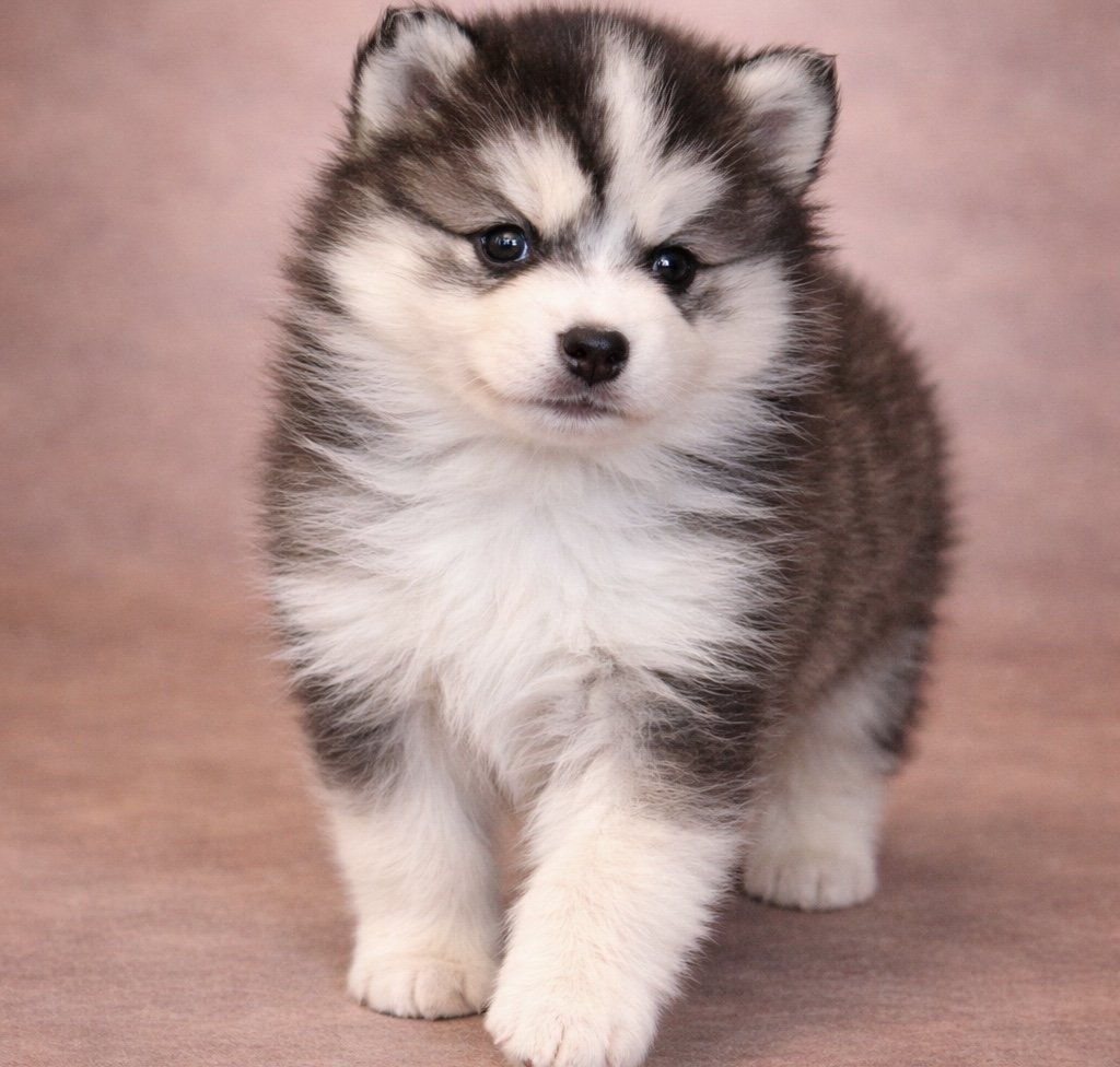 (Female)


Price $2500


Name Evelyn 


Color

Tri Color (non-standard)

Size

Toy

Expected adult weight

15 lbs. - 25 lbs.