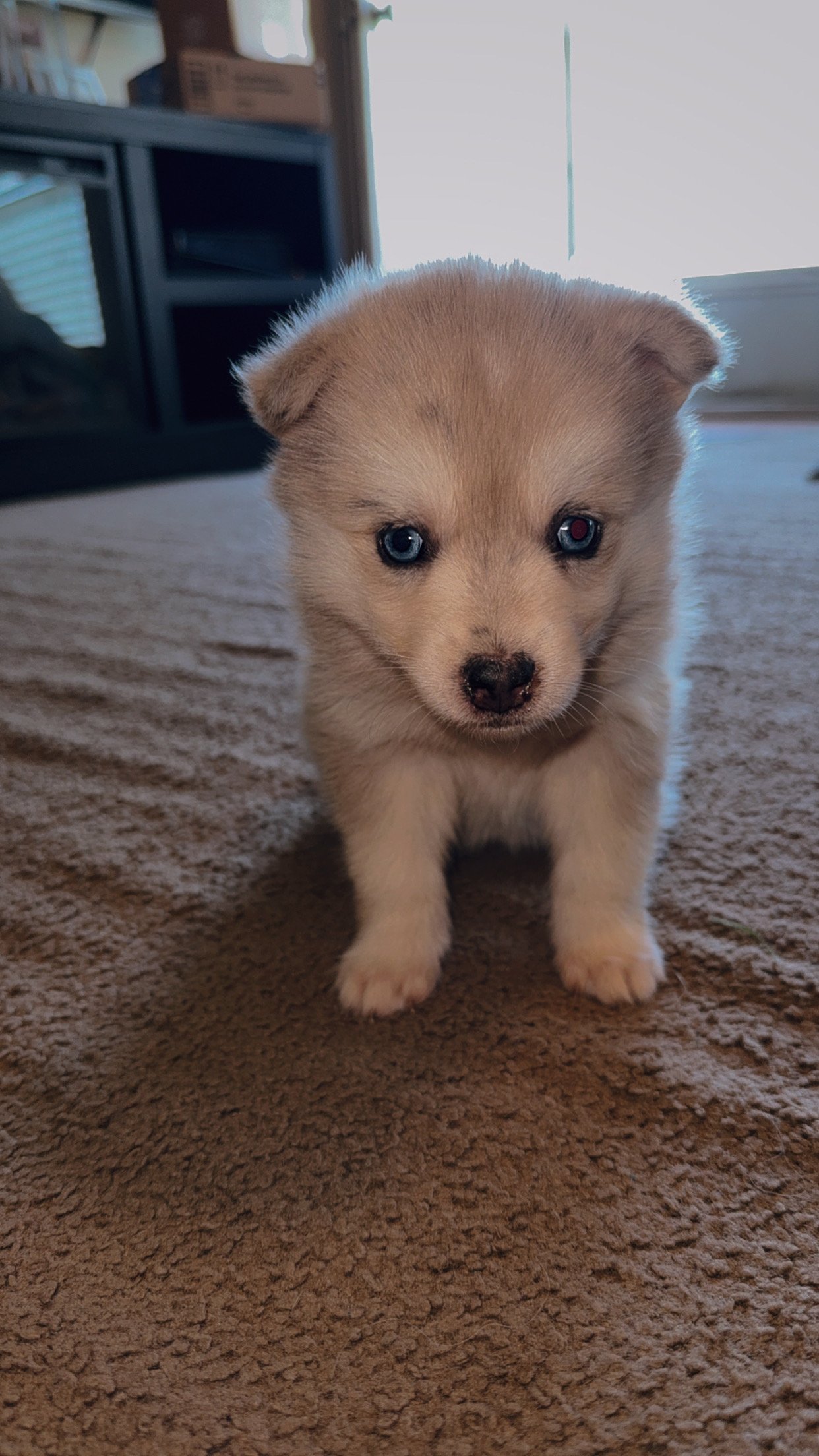 Price-$2500
About BlueBerry
Pomsky • 8 weeks old
Born on May 29, BlueBerry is one of 4 puppies from parent dogs Bandit & Krissy of Pom Pom Pomskies.
Color
Merle (non-standard)
Size
Mini