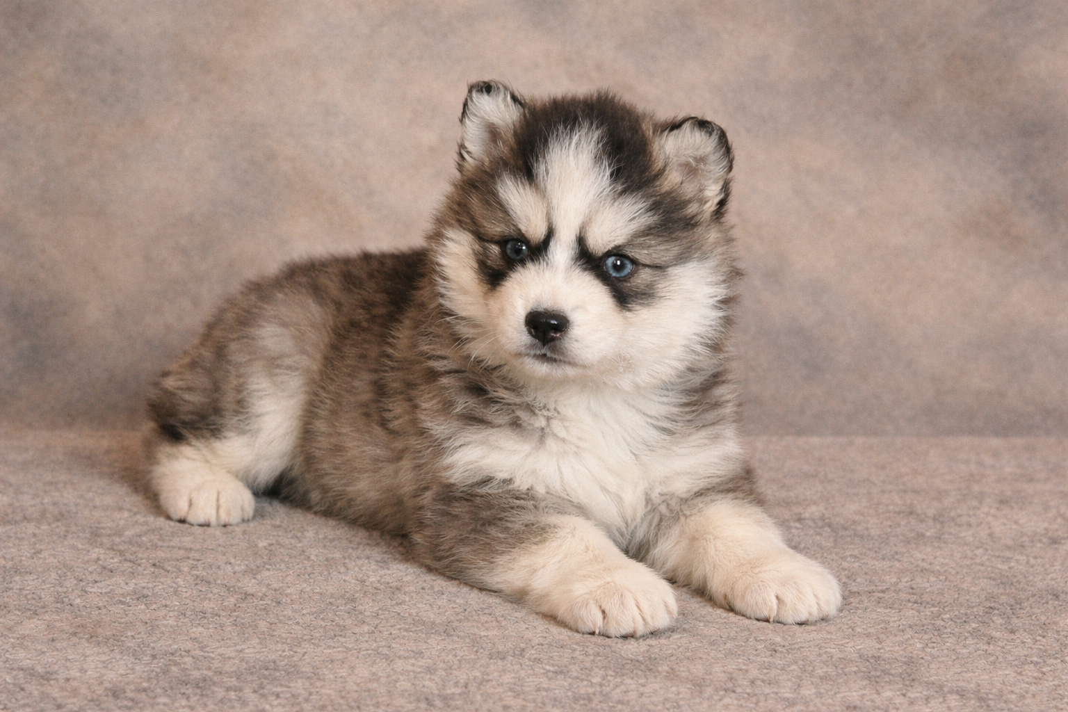 (Female)

Price $2500

Name Emma 


Color

Tri Color (non-standard)

Size

Toy

Expected adult weight

15 lbs. - 25 lbs.