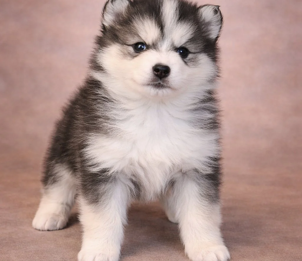 (Female)


Price $2500


Name Evelyn 


Color

Tri Color (non-standard)

Size

Toy

Expected adult weight

15 lbs. - 25 lbs.