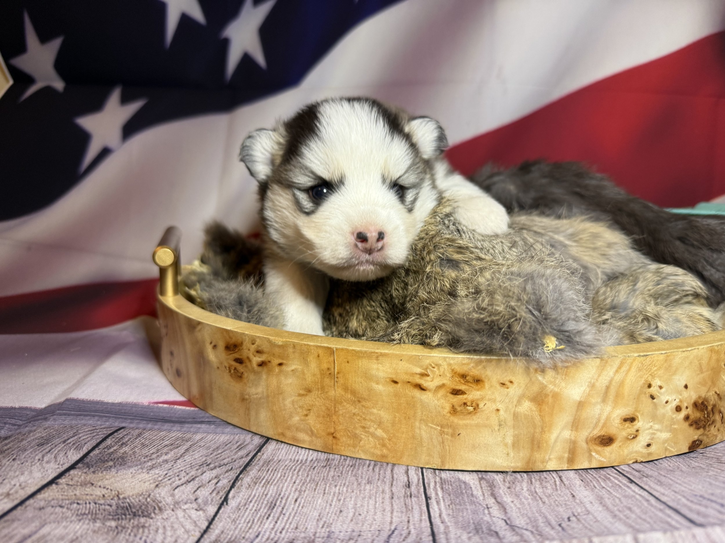Price-$2,000
About Frederick
Pomsky • 8 weeks old
Born on May 25, Frederick is one of 4 puppies from parent dogs Bandit & Sky of Pom Pom Pomskies.
Color
Black and white (non-standard)