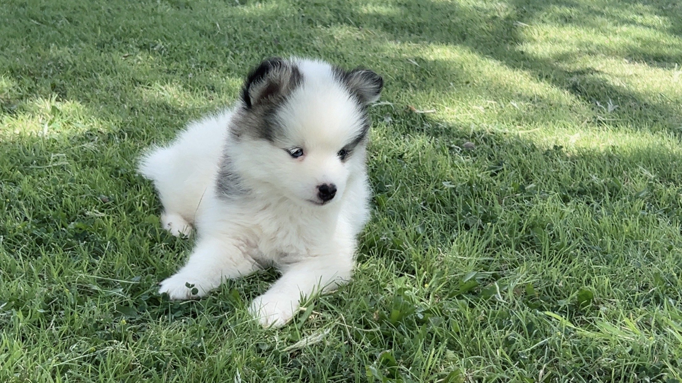 Price-$2,000
About Flint
Pomsky • 8 weeks old
Born on May 25, Flint is one of 4 puppies from parent dogs Bandit & Sky of Pom Pom Pomskies.
Color
White (non-standard)