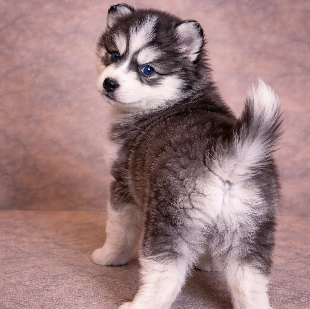 (Male)

Price $2300

Name Ezra

Color

Chocolate/white 

Size

Toy

Expected adult weight

15 lbs. - 25 lbs.