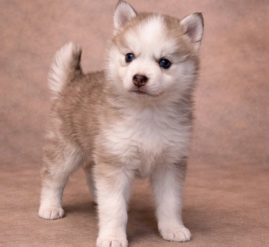 (Female)


price $2500

Name Adeline

Color

Wolf sable (non-standard)Size

Toy

Expected adult weight

15 lbs. - 25 lbs.