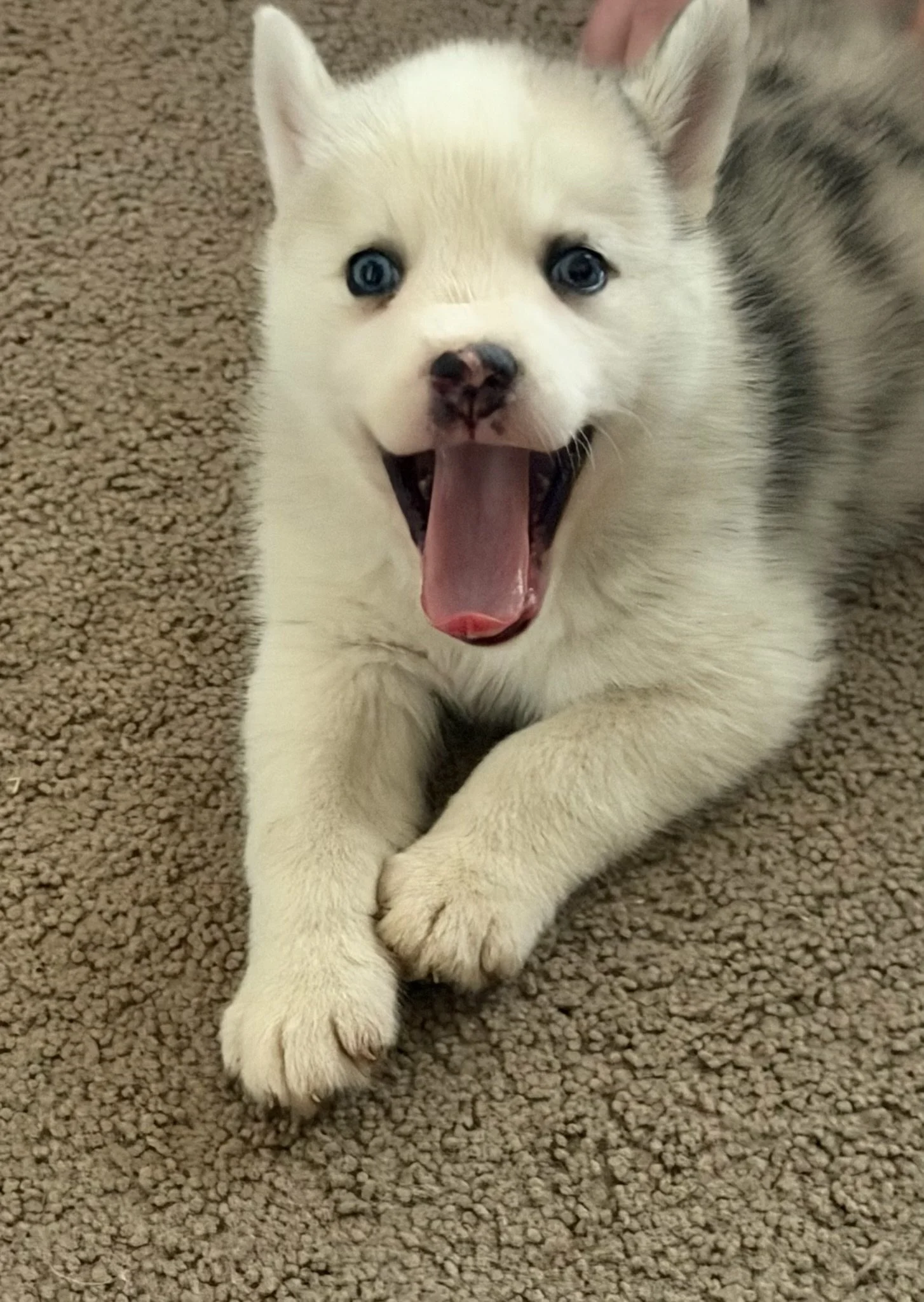 Murray brings all the magic of the Pomsky breed wrapped in a stunning white merle coat impossible to resist! This F2 generation pup is still growing and already shows off the playful, affectionate personality Pomskies are loved for. Picture him bound
