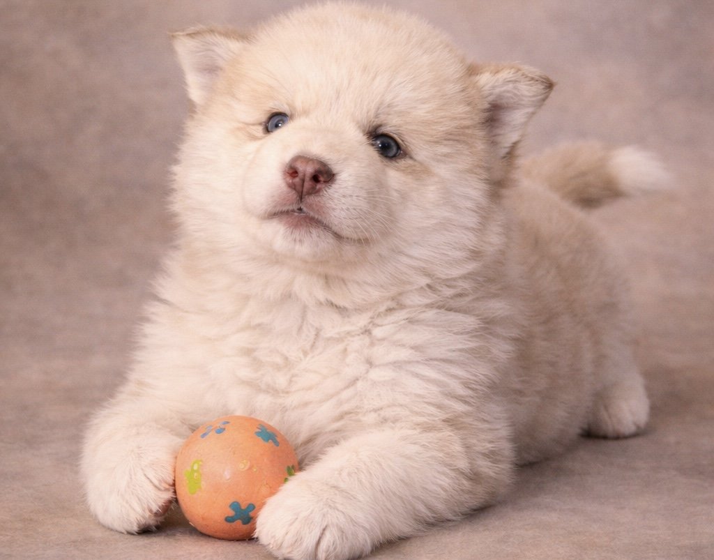 (Male)

Price $2300

Name Asher

Color

Wolf sable (non-standard)

Expected adult weight

15 lbs. - 25 lbs.